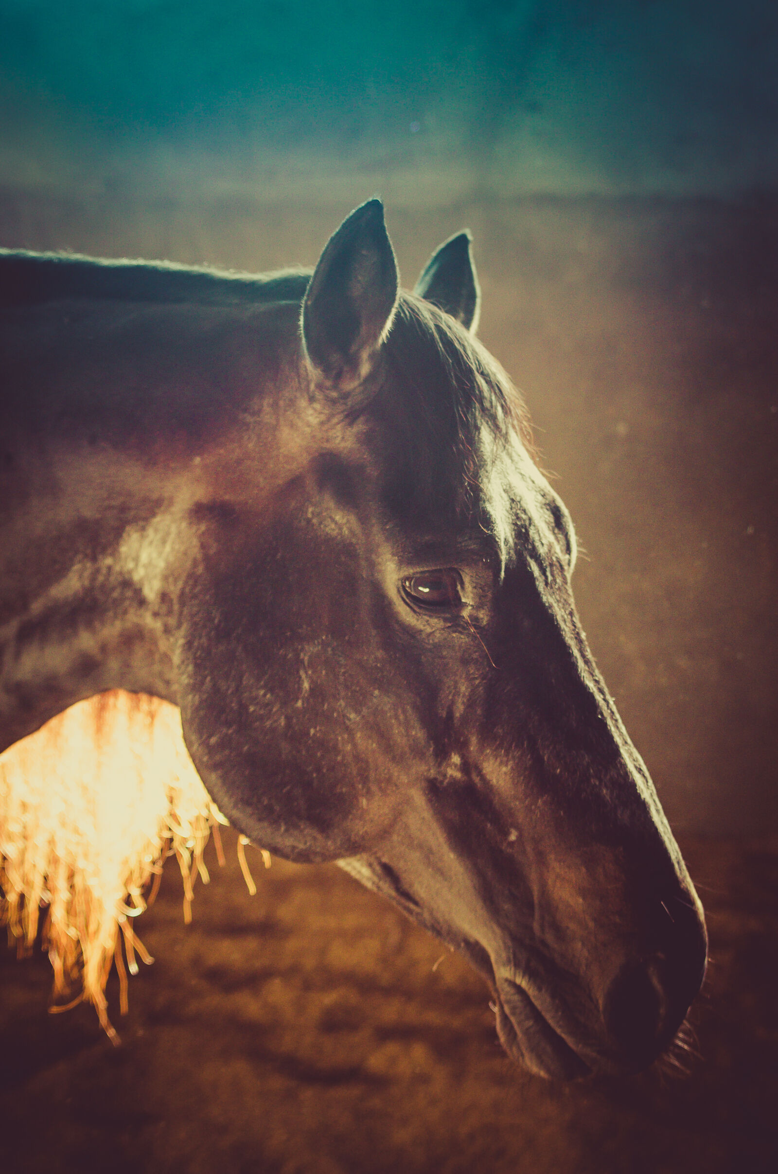 Nikon D5100 + Sigma 28-105mm F2.8-4 Aspherical sample photo. Horse, horse, head photography