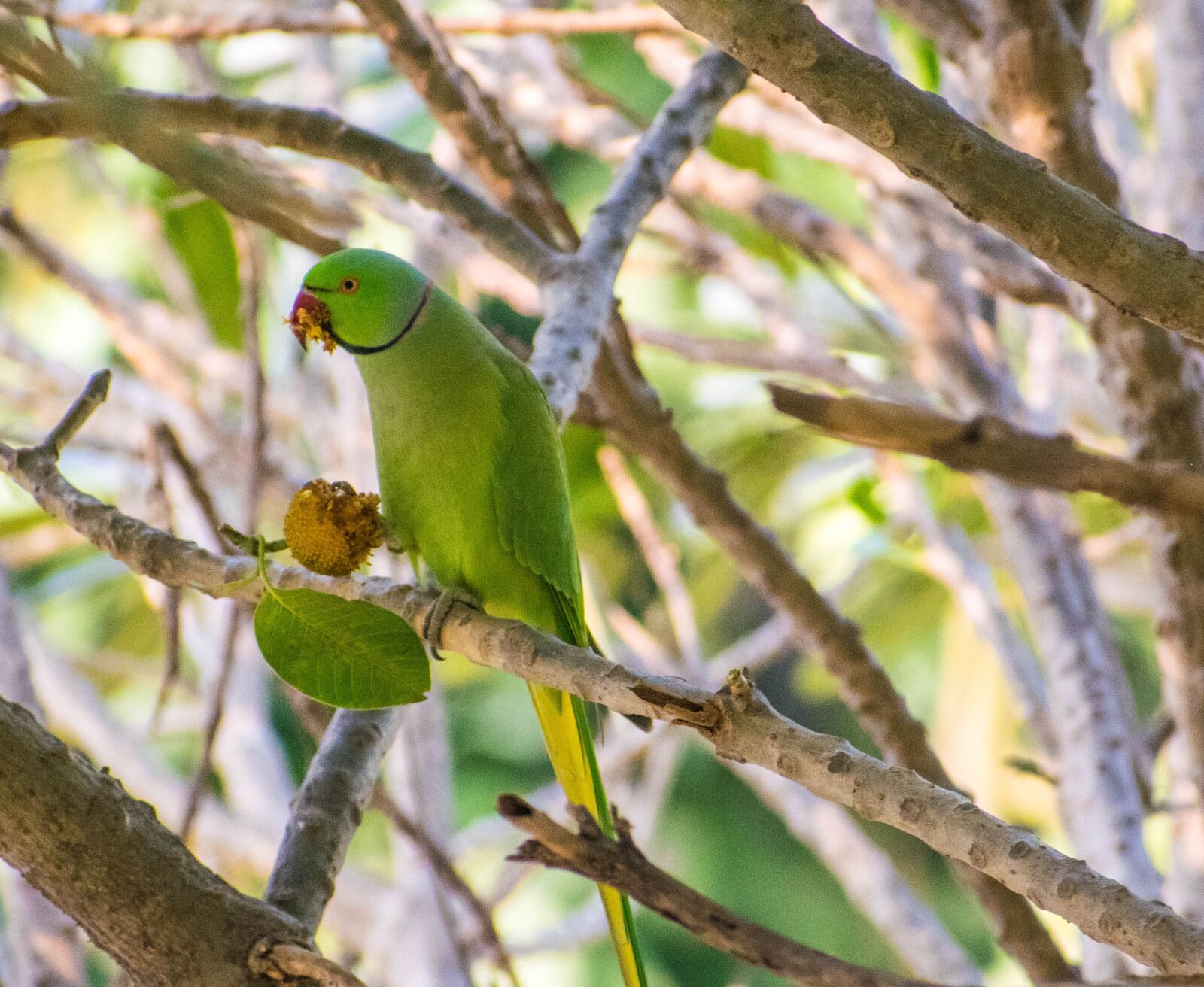 Nikon D5300 sample photo. Parrot, bird, tree photography