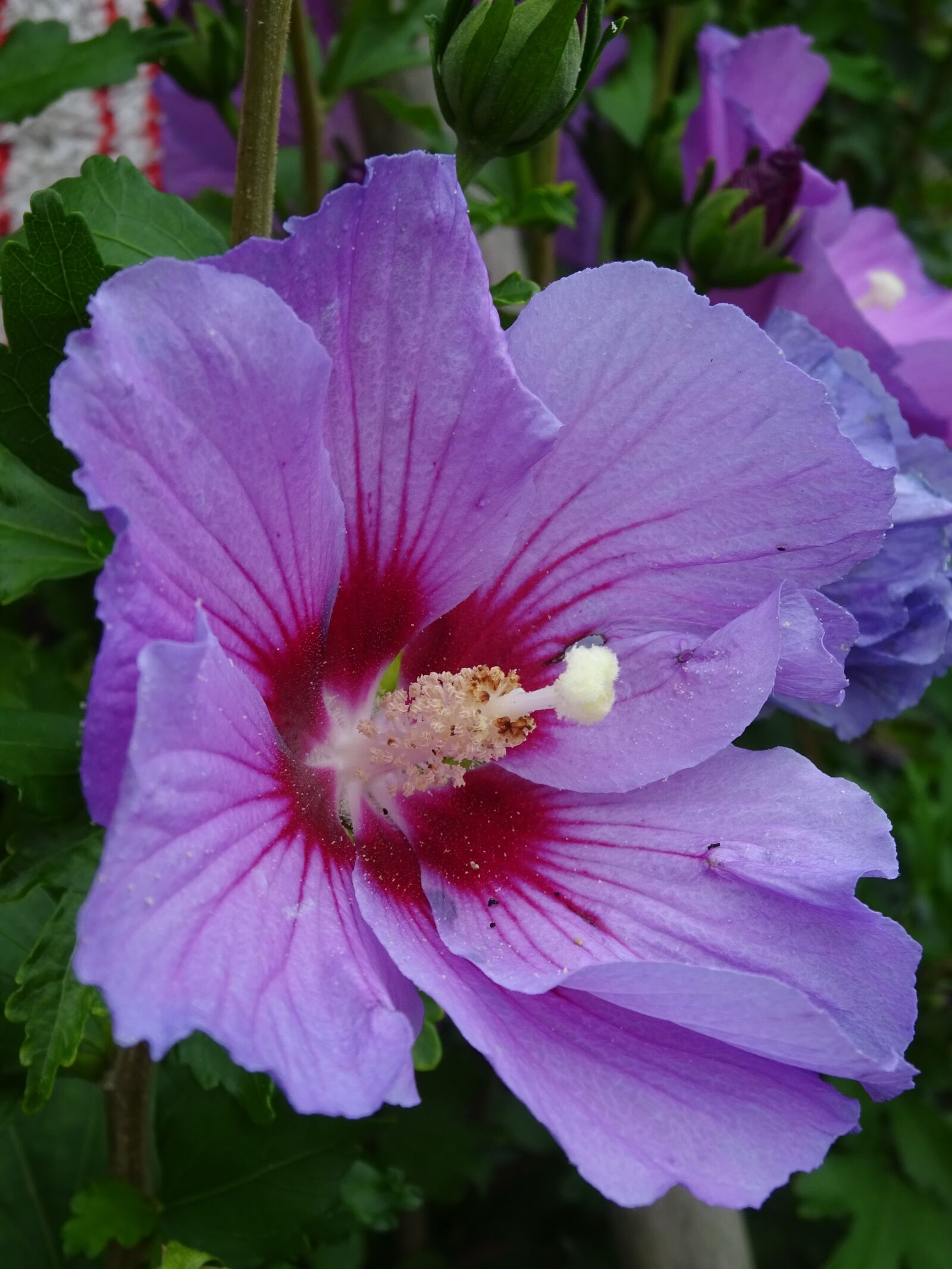 Sony Cyber-shot DSC-WX350 sample photo. Hibiscus, blossom, bloom photography