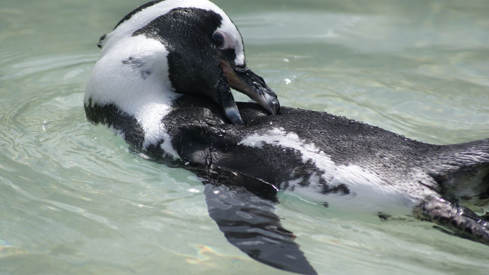 Sony Alpha DSLR-A230 sample photo. African penguin, swimming, zoo photography