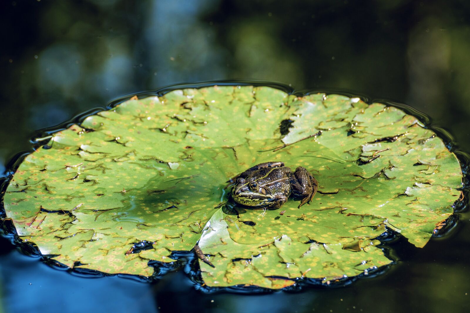 Sony a7R III sample photo. Frog, lily pad, garden photography