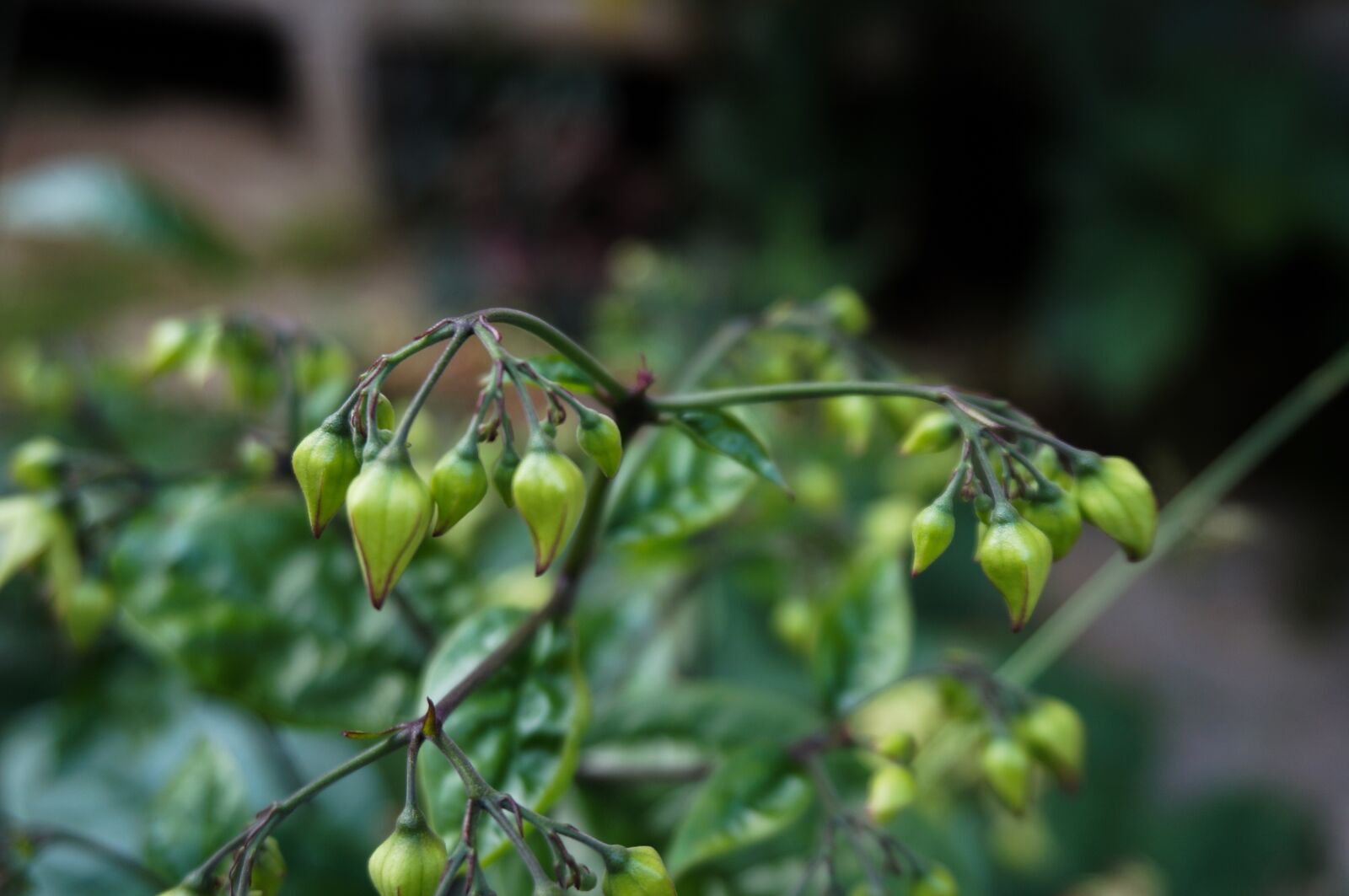 Sony Alpha NEX-3N + Sony E 16-50mm F3.5-5.6 PZ OSS sample photo. Nature, flower, plant photography