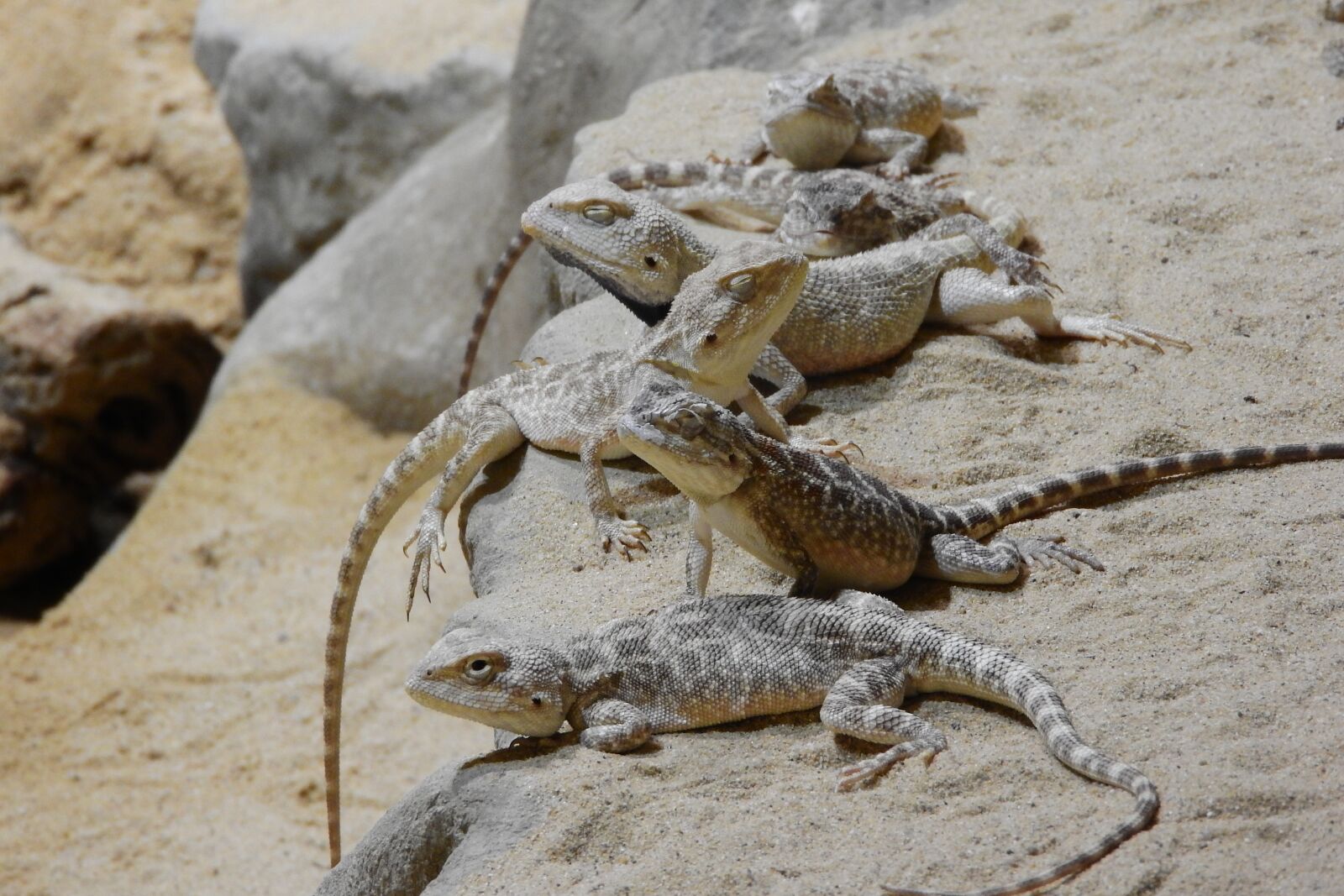 Nikon Coolpix P610 sample photo. Agama steppe, trapelus sanguinolentus photography