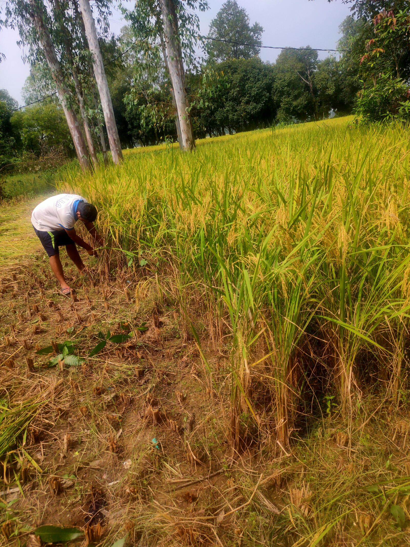 Realme XT sample photo. Farmer, rice plant, india photography