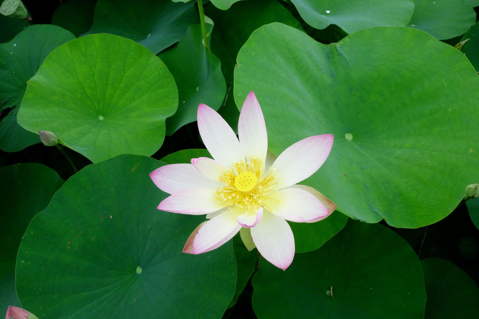 Sony Cyber-shot DSC-RX100 sample photo. Flowers, anapji, lotus photography