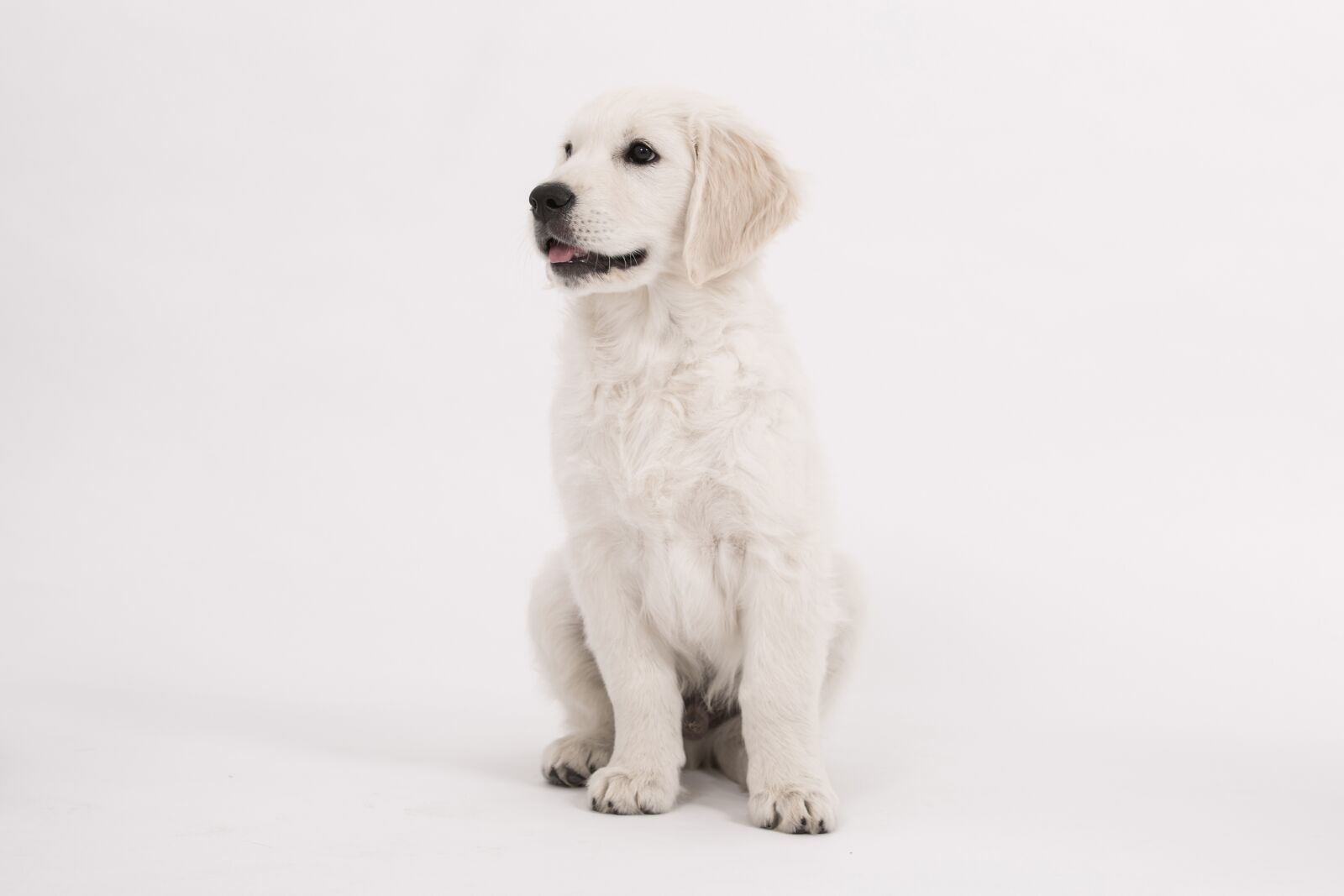 Canon EOS 5D Mark III sample photo. Dog, golden retriever, puppy photography