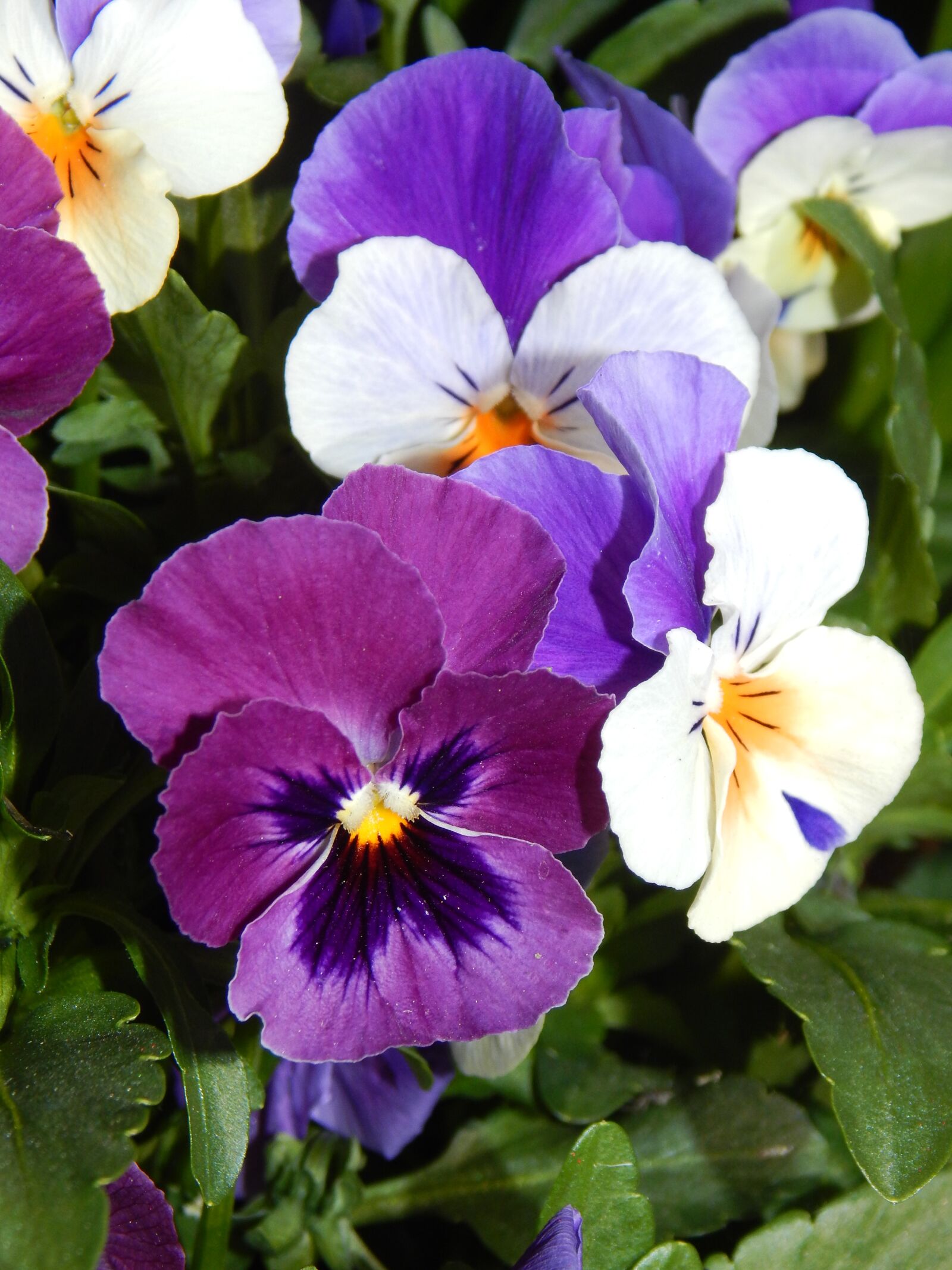 Nikon Coolpix L830 sample photo. Spring, pansy, flowers photography