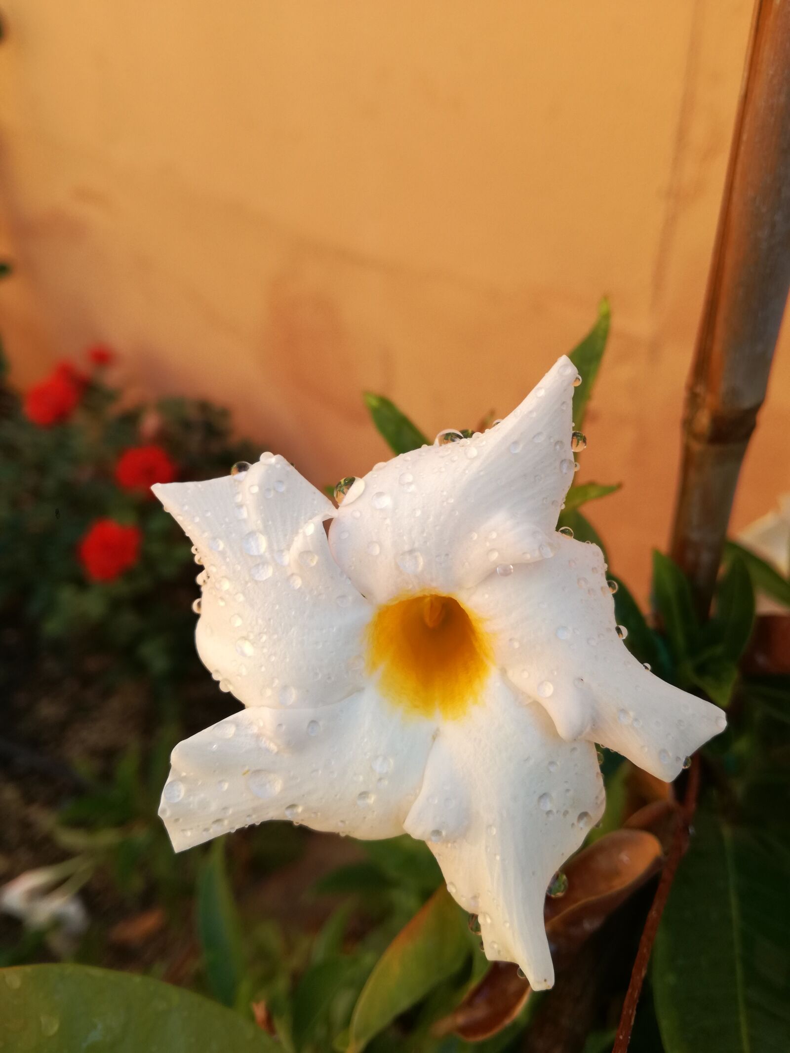 HUAWEI P9 LITE sample photo. Flower, garden, nature photography