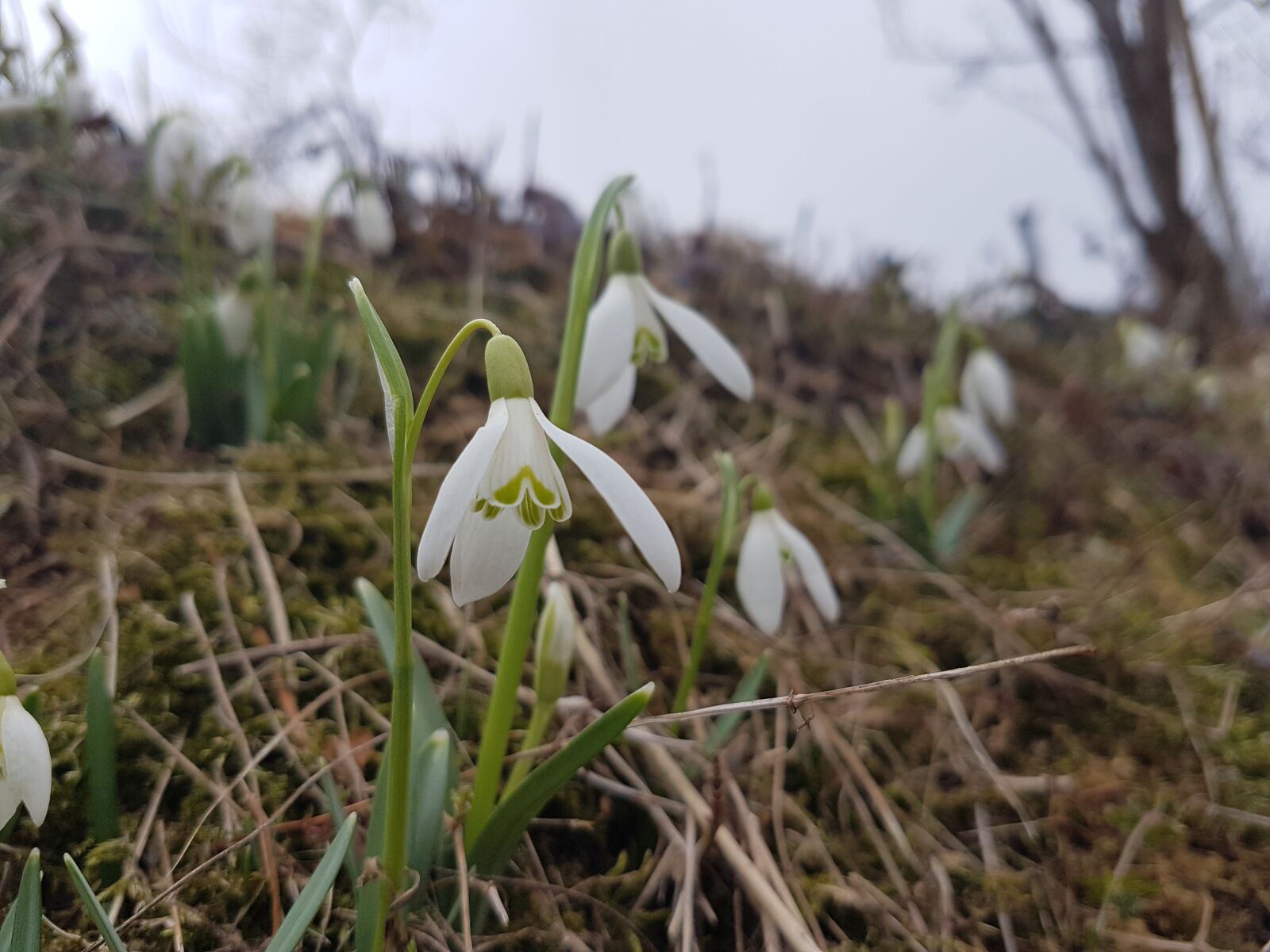 Samsung Galaxy S7 Edge sample photo. Spring, macro, snowdrop photography