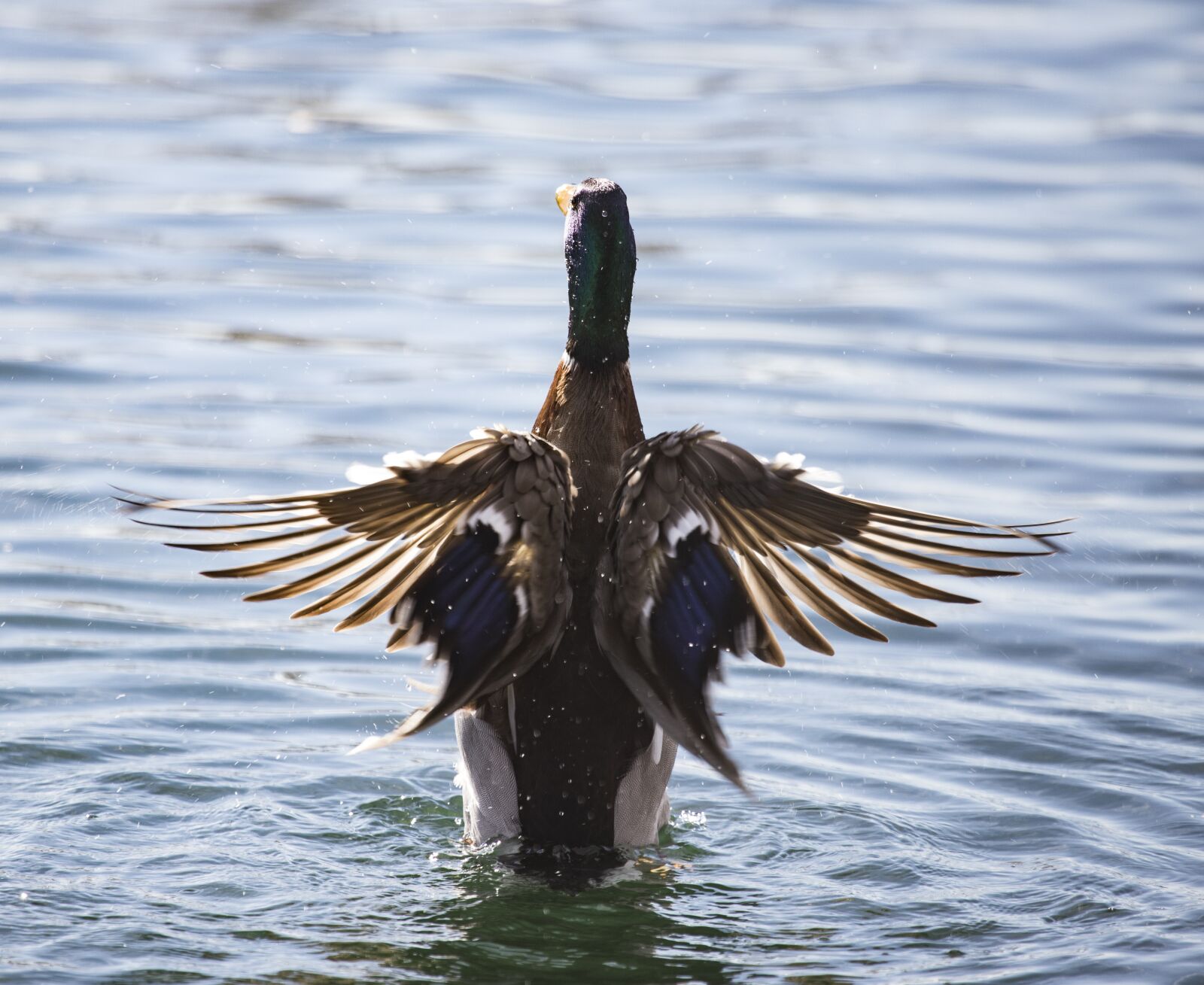Canon EF 100-400mm F4.5-5.6L IS USM sample photo. Duck, wings, feathers photography