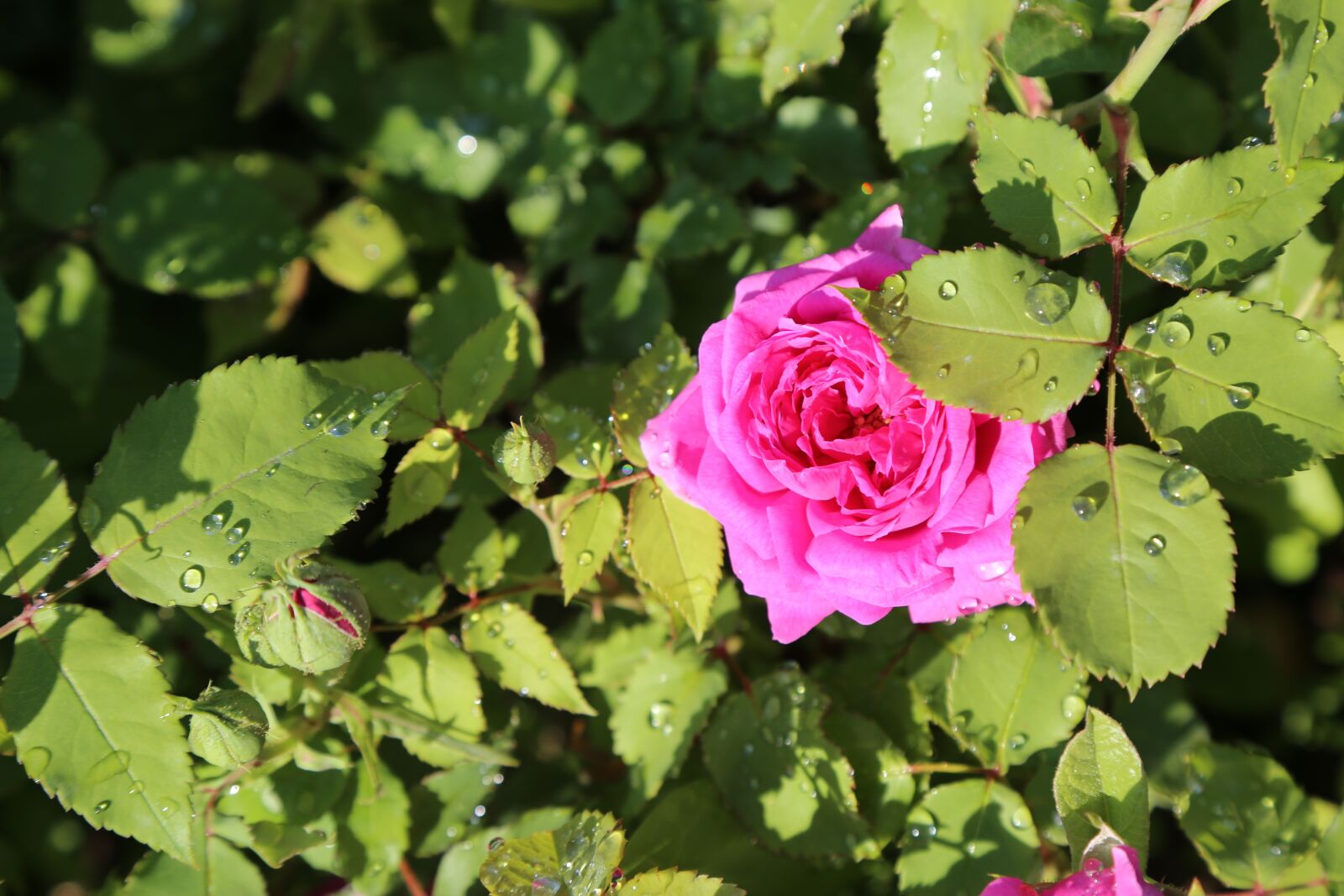Canon EF 24-105mm F4L IS USM sample photo. Rose, spring, nature photography