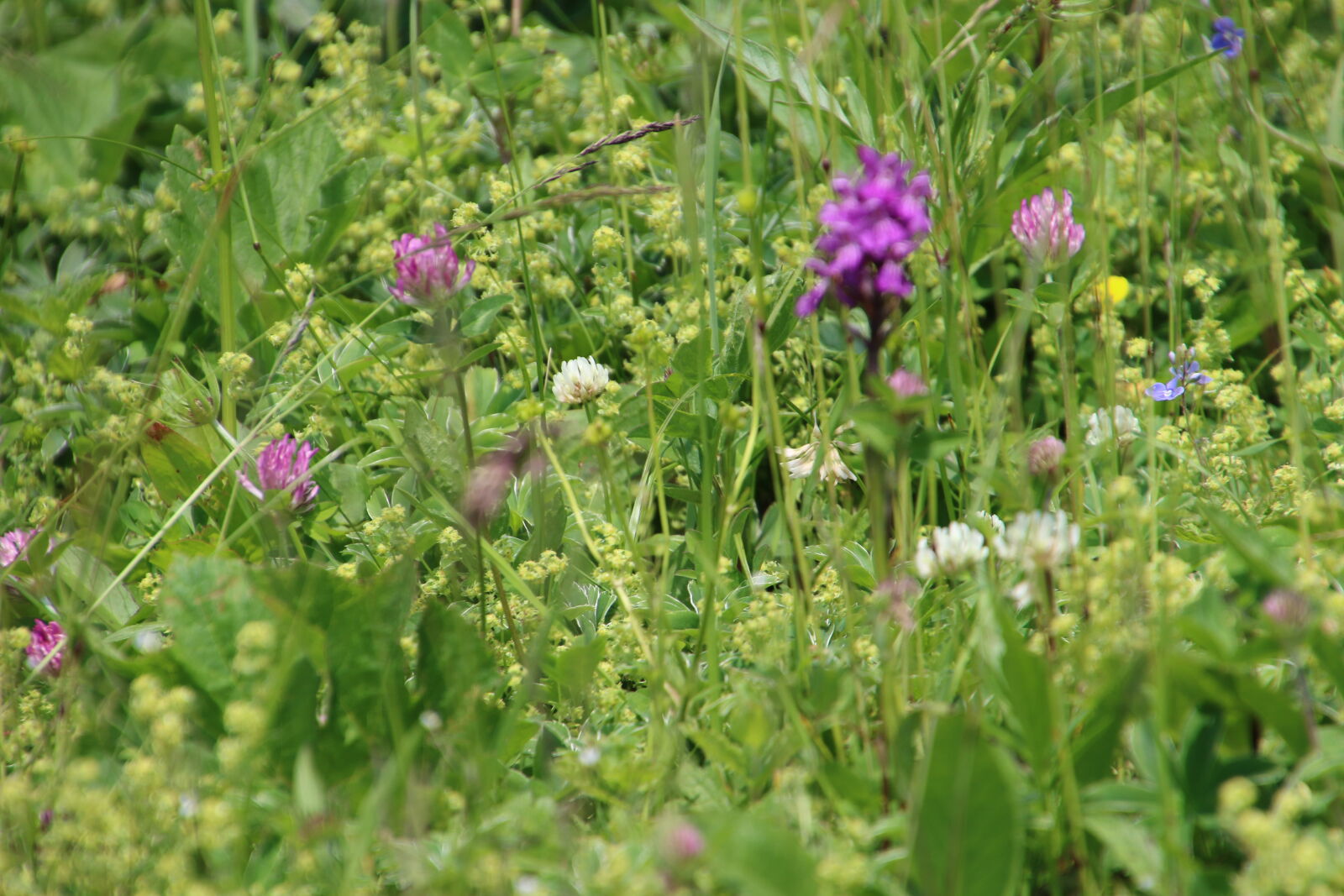 Canon EOS 7D Mark II sample photo. Field, garden, grass, green photography