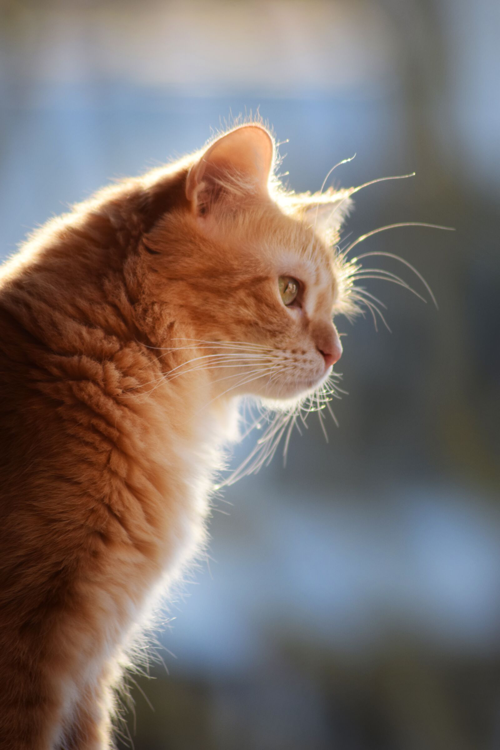 Nikon D3300 sample photo. Cat, roux, tabby photography