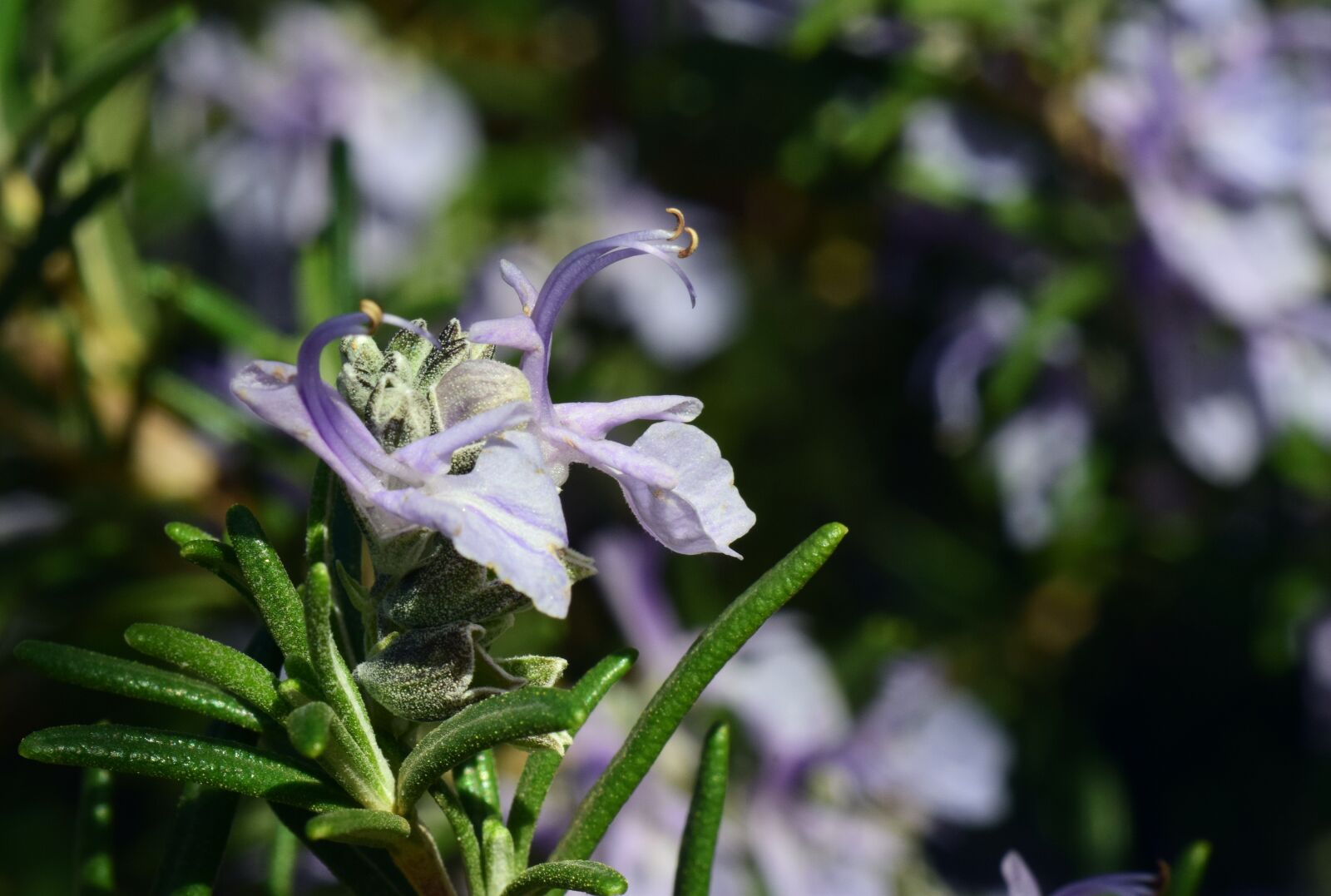 Nikon D3300 sample photo. Rosemary, blossom, bloom photography