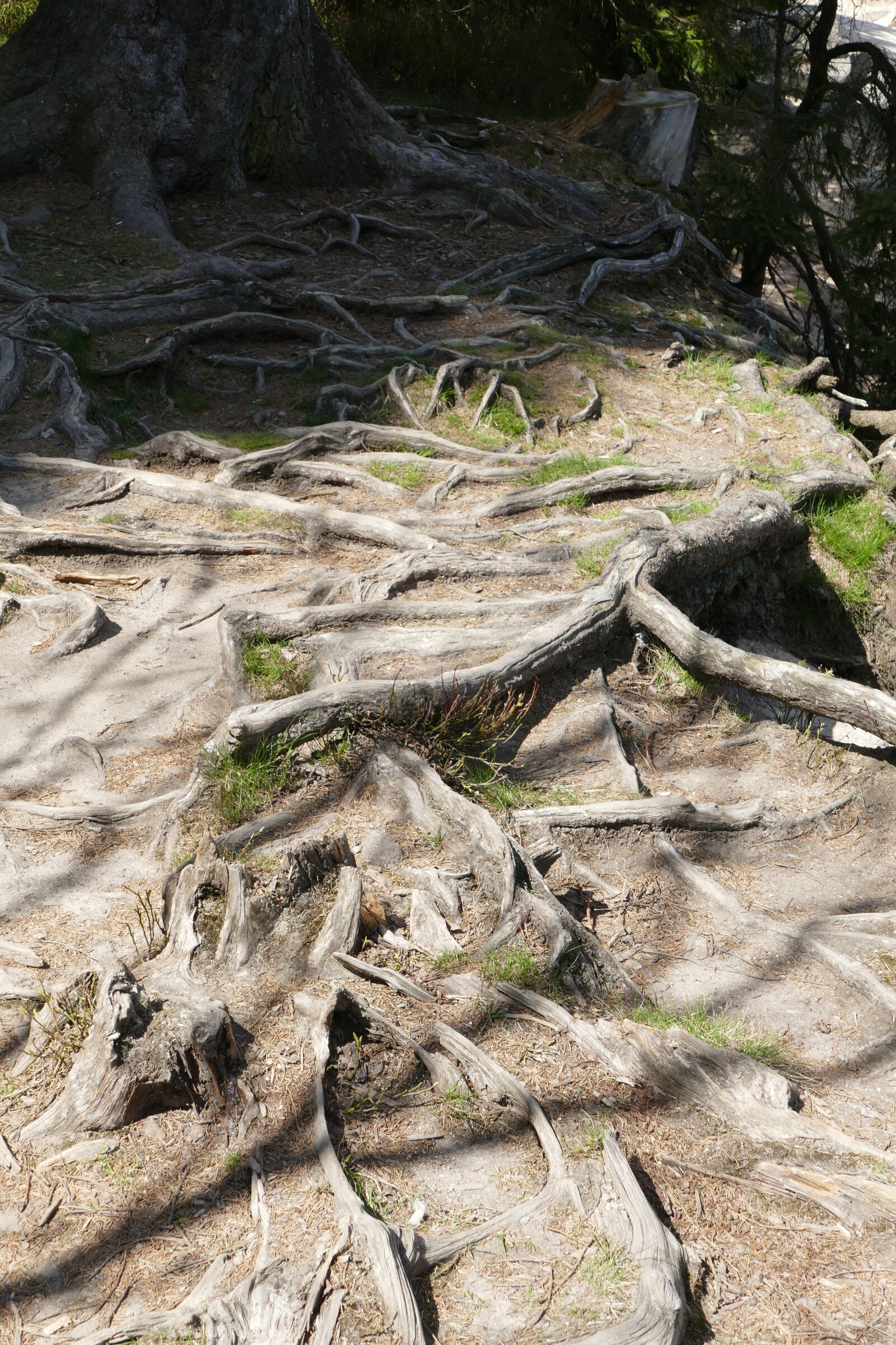 Panasonic Lumix DMC-FZ1000 sample photo. Tree root, nature, wood photography