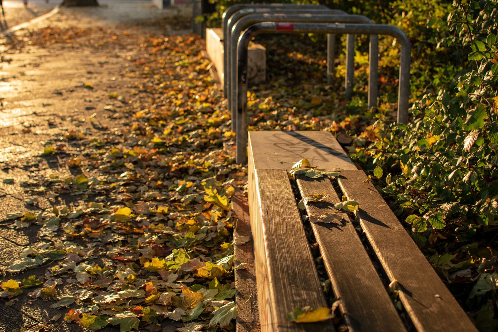 Nikon D3300 sample photo. Season, leaf, fall photography