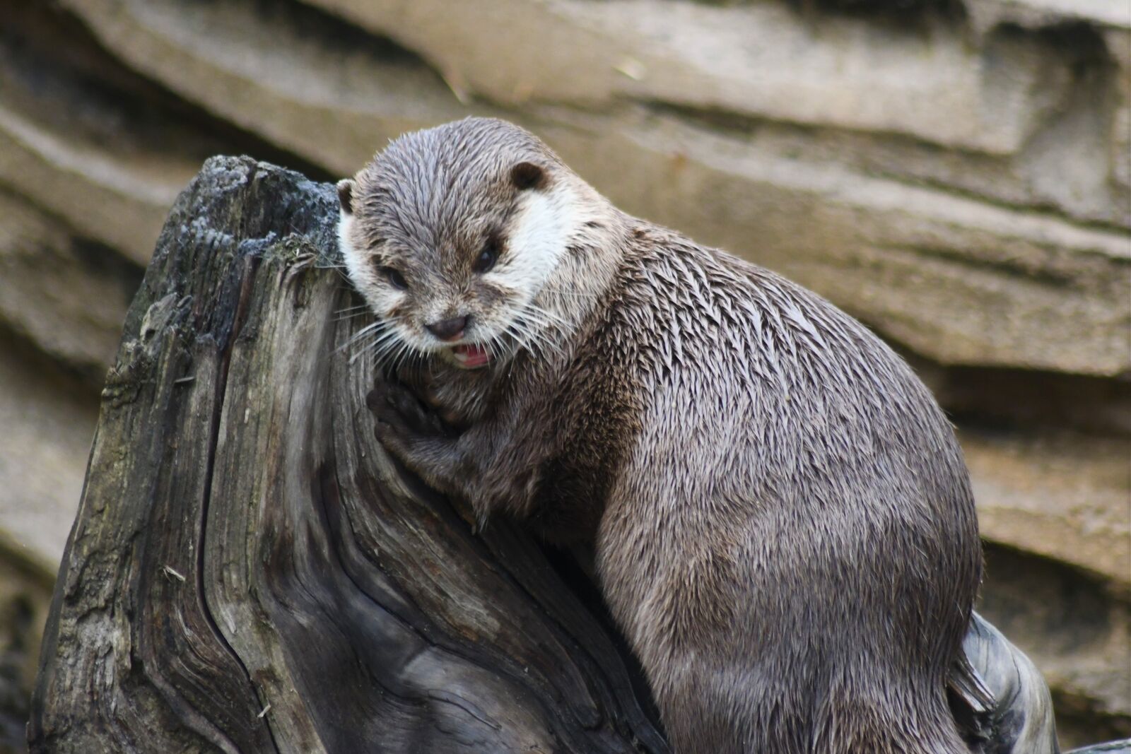 Nikon D7500 sample photo. Zoo, emmen, animal photography