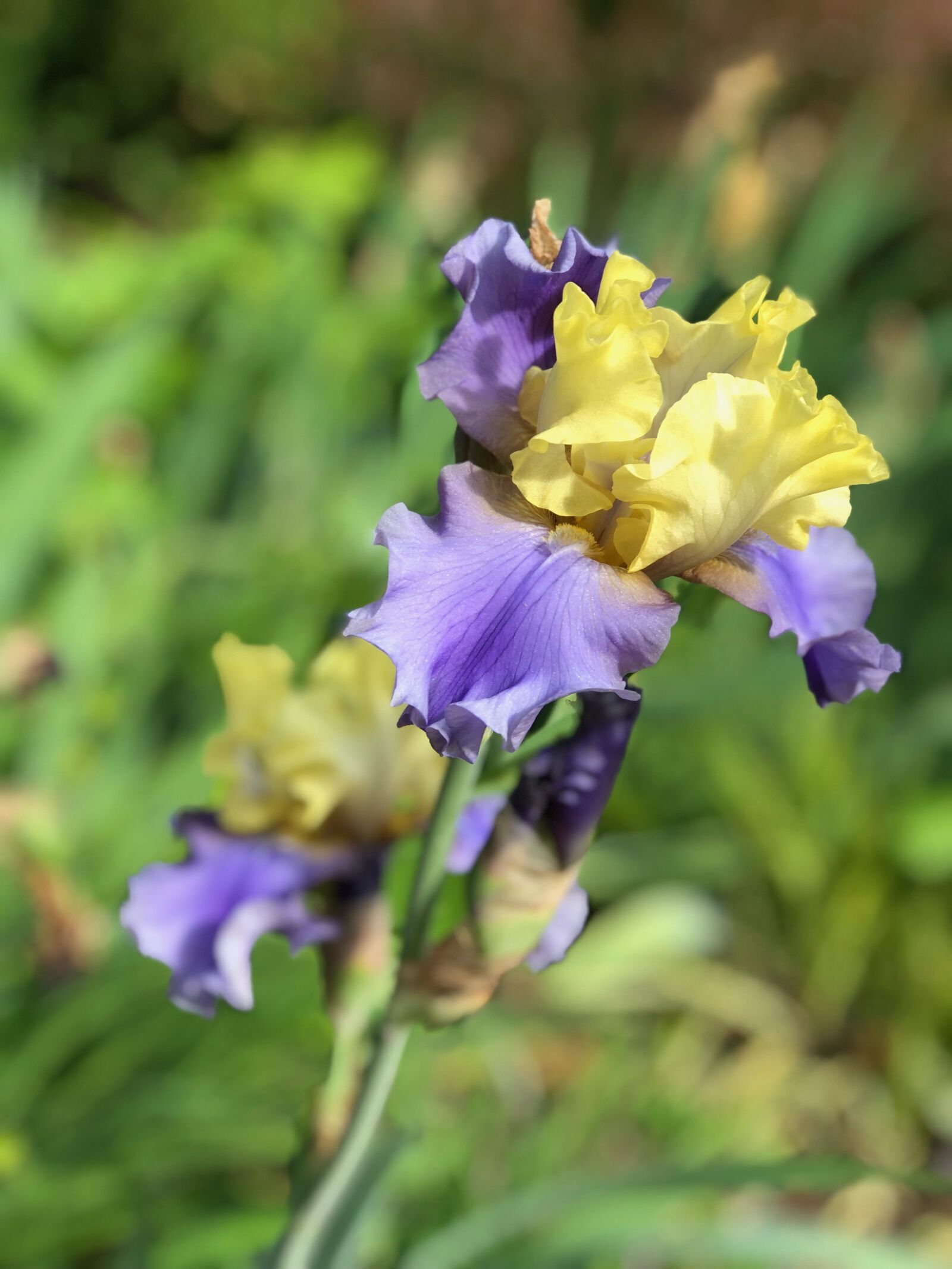 iPhone 8 Plus back dual camera 6.6mm f/2.8 sample photo. Iris, purple, yellow photography