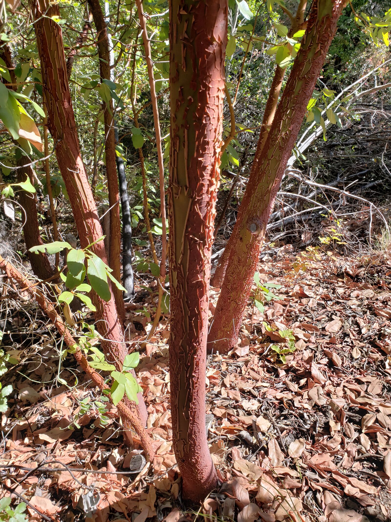 Samsung Galaxy S9 sample photo. Trees, dirt, brown photography