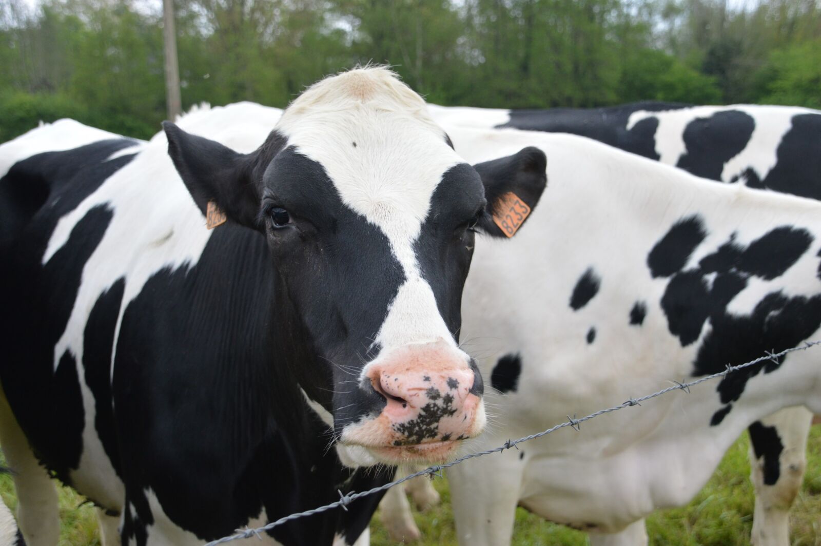 Nikon D3200 sample photo. Cow, mammal, farm photography