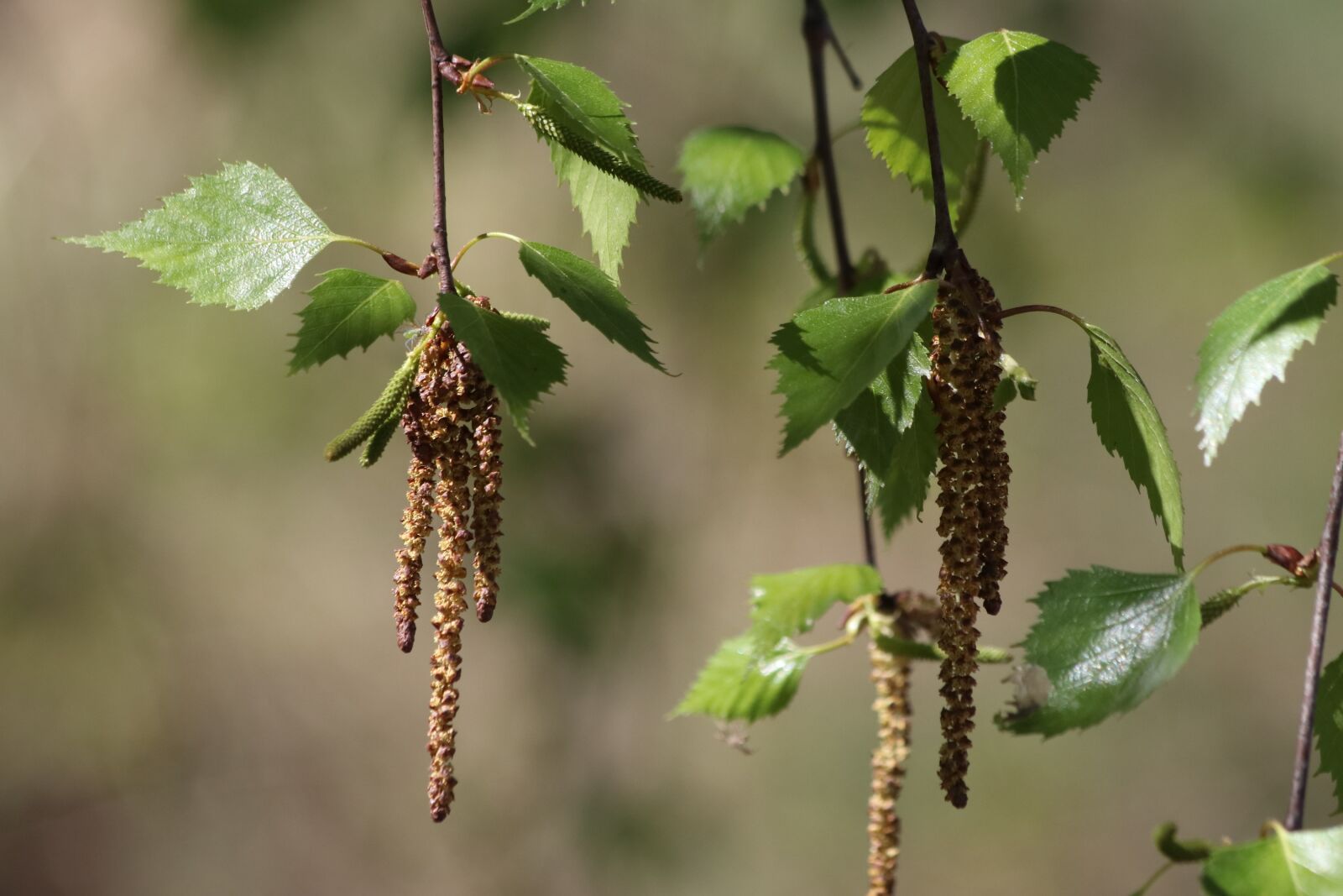 Canon EOS 77D (EOS 9000D / EOS 770D) + Canon EF 70-300mm F4-5.6 IS USM sample photo. Birch, tree, blooming photography