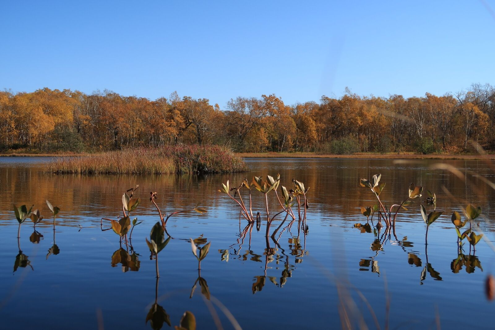 Canon PowerShot G7 X Mark II sample photo. Autumn, lake, forest photography