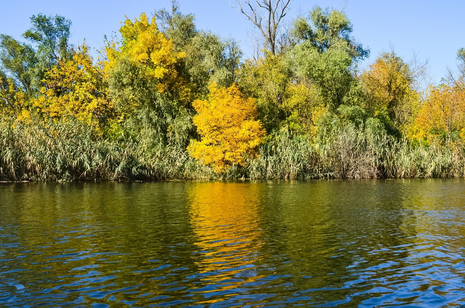 Nikon D5100 sample photo. Autumn, dnieper, nature photography
