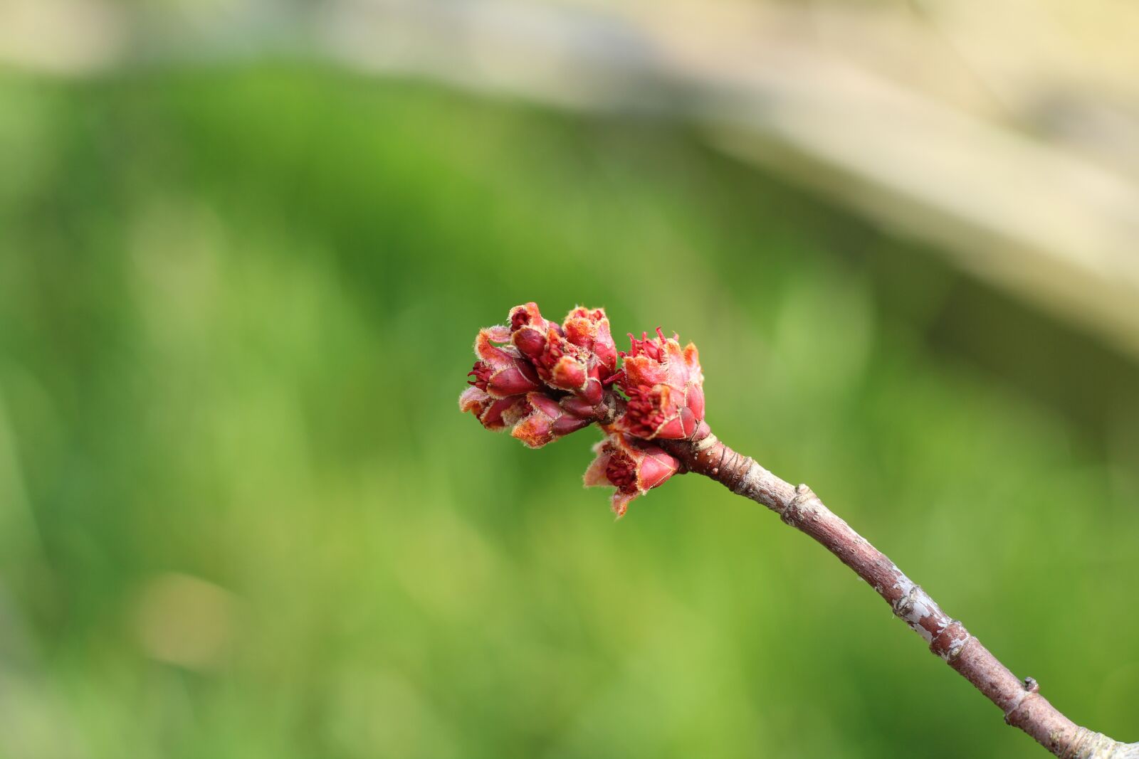 Canon EOS 1300D (EOS Rebel T6 / EOS Kiss X80) sample photo. Acer, tree, bud photography