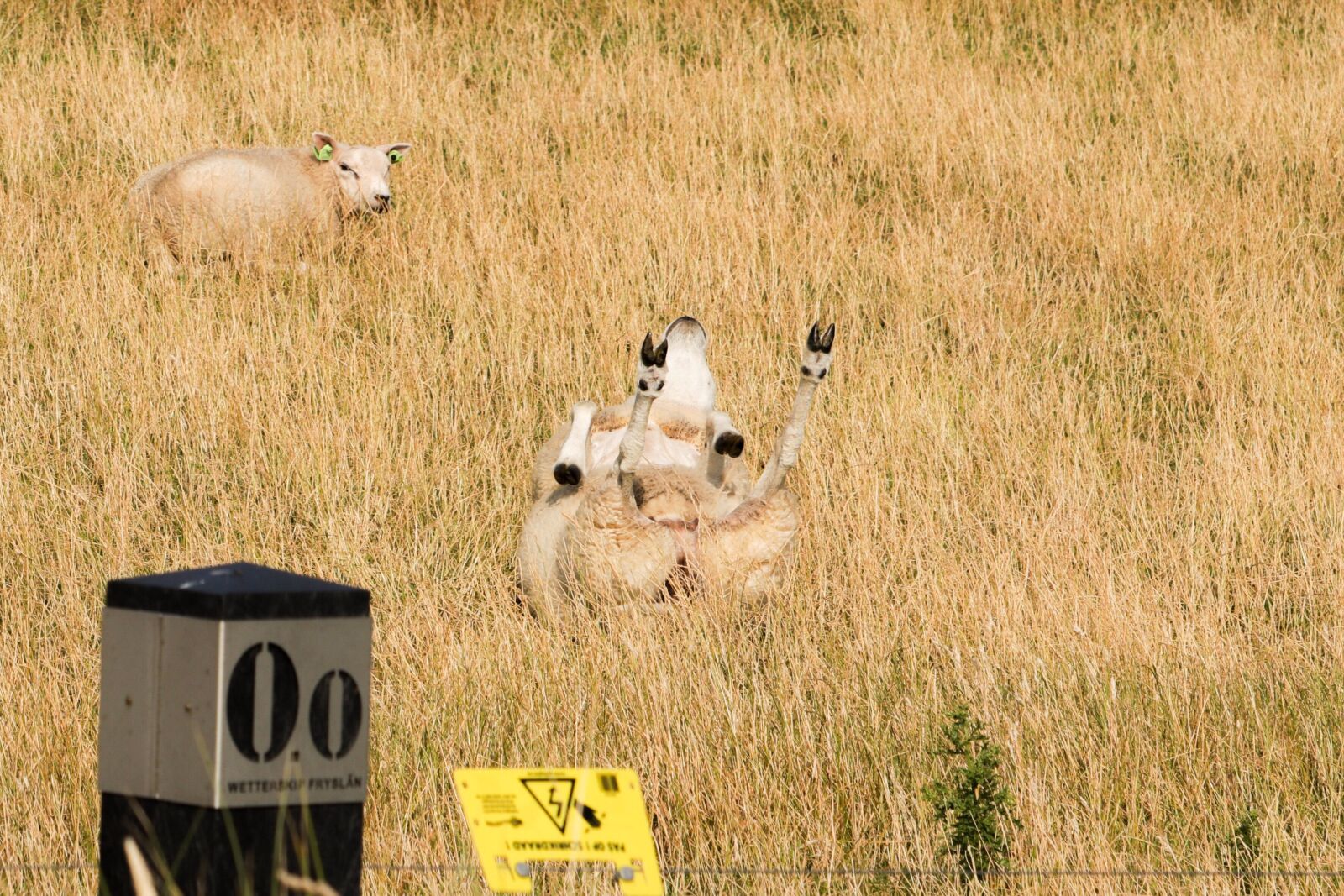 Canon EOS 80D sample photo. Sheep, enjoy, green photography