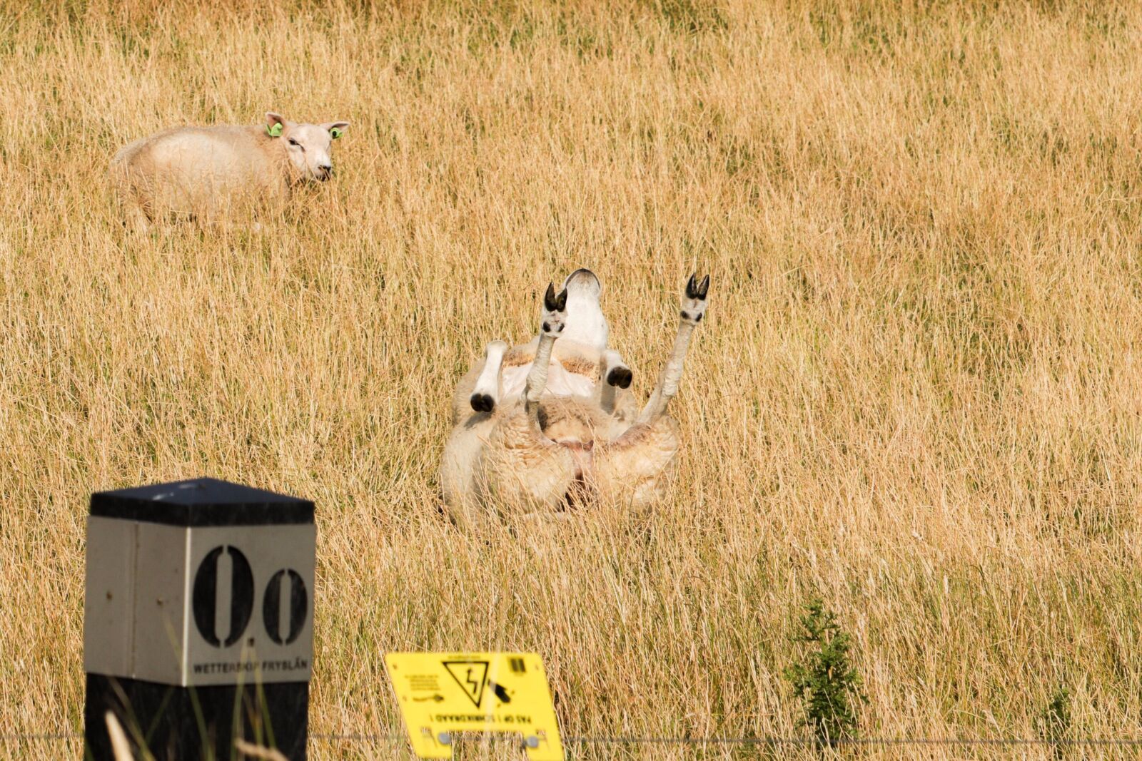 Canon EOS 80D + Canon EF-S 55-250mm F4-5.6 IS STM sample photo. Sheep, enjoy, green photography