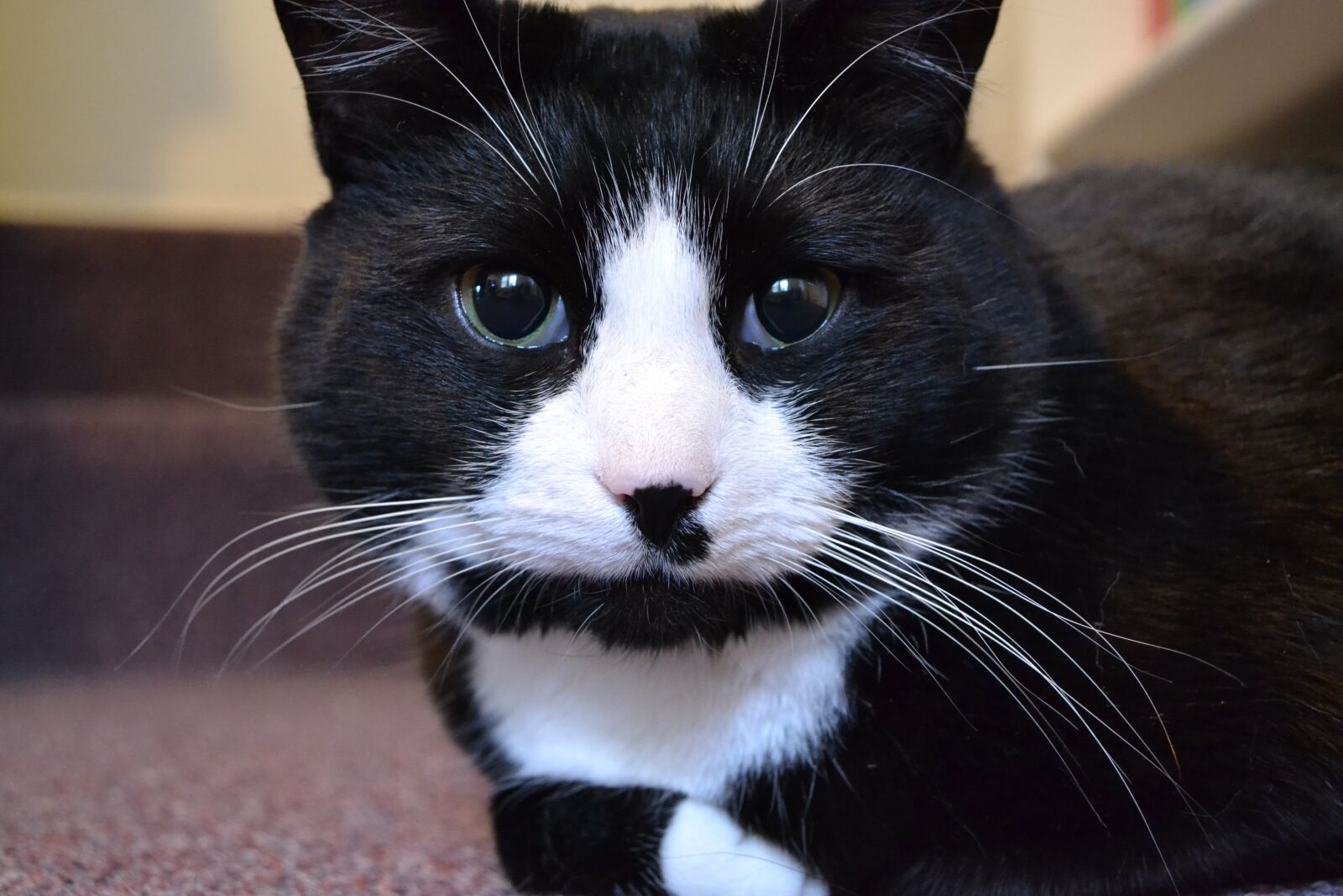 Nikon D3100 sample photo. Cat, tuxedo, animal photography