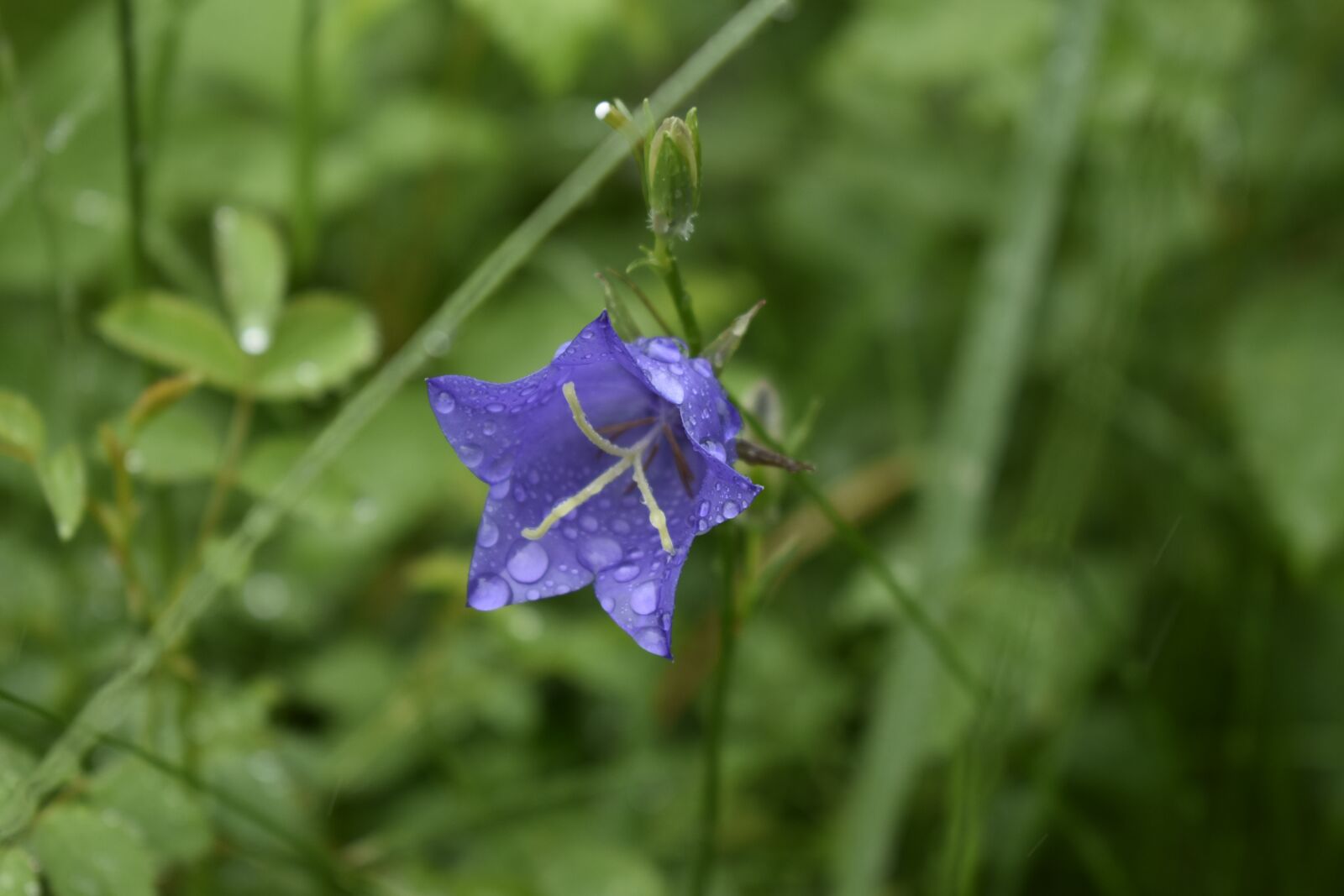 Nikon D3500 sample photo. Wild flowers, flowers, purple photography