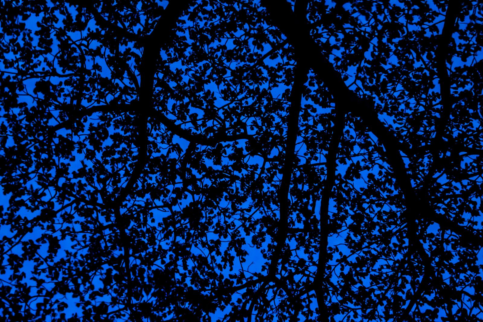 Pentax K-S2 sample photo. Tree, leaves, texture photography