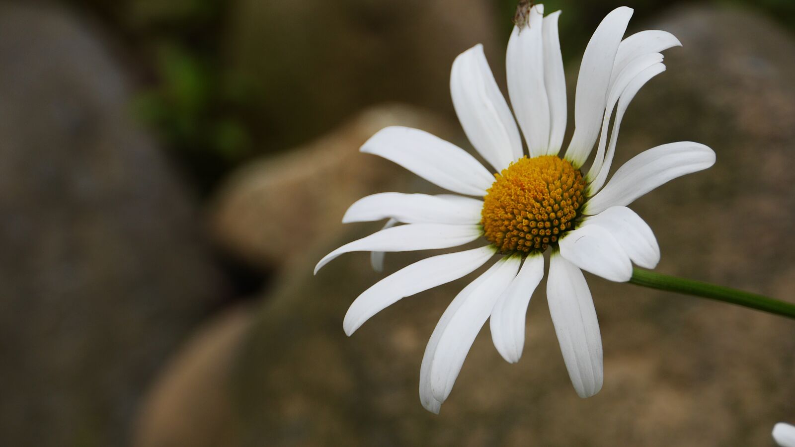 Panasonic Lumix DMC-GH3 sample photo. White, flowers, nature photography