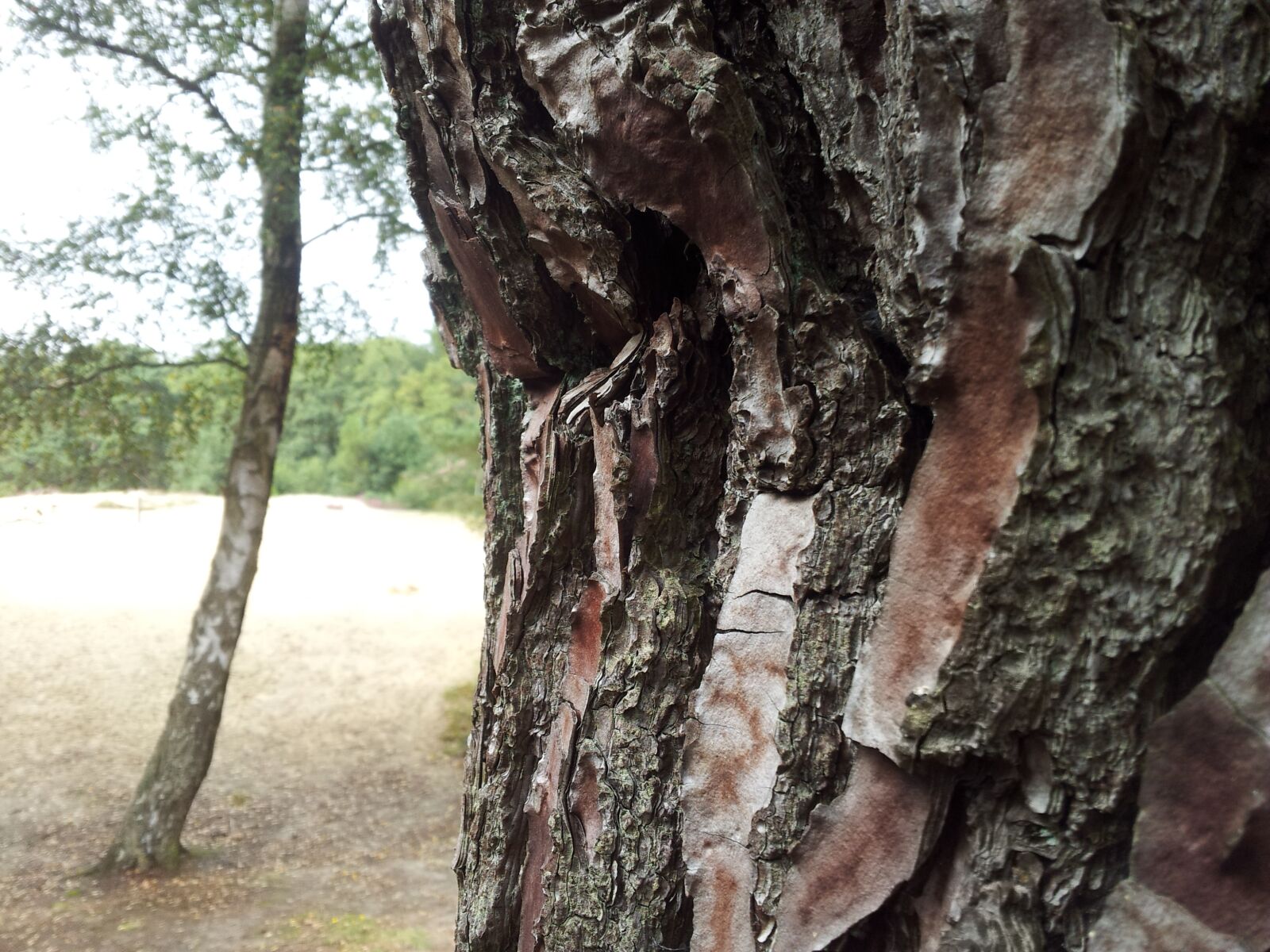 Samsung Galaxy S2 sample photo. Tree, bark, tree trunk photography