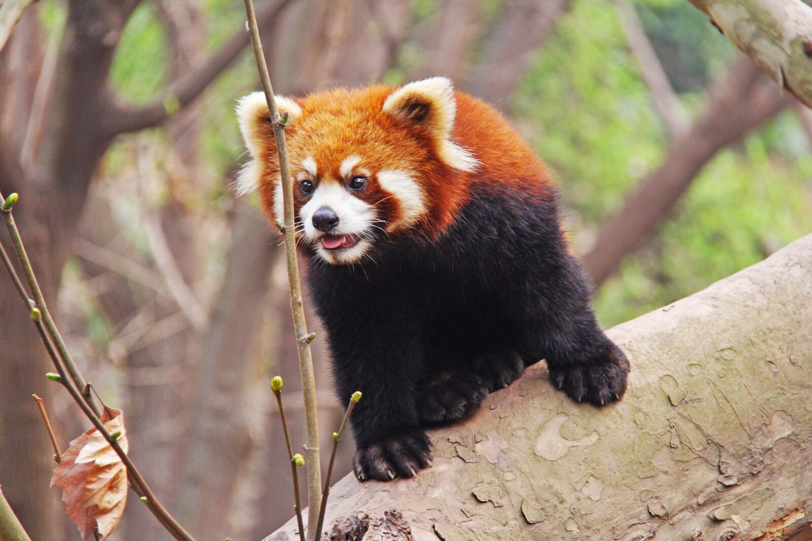 Canon EF-S 18-200mm F3.5-5.6 IS sample photo. Loveable, red pandas, sichuan photography