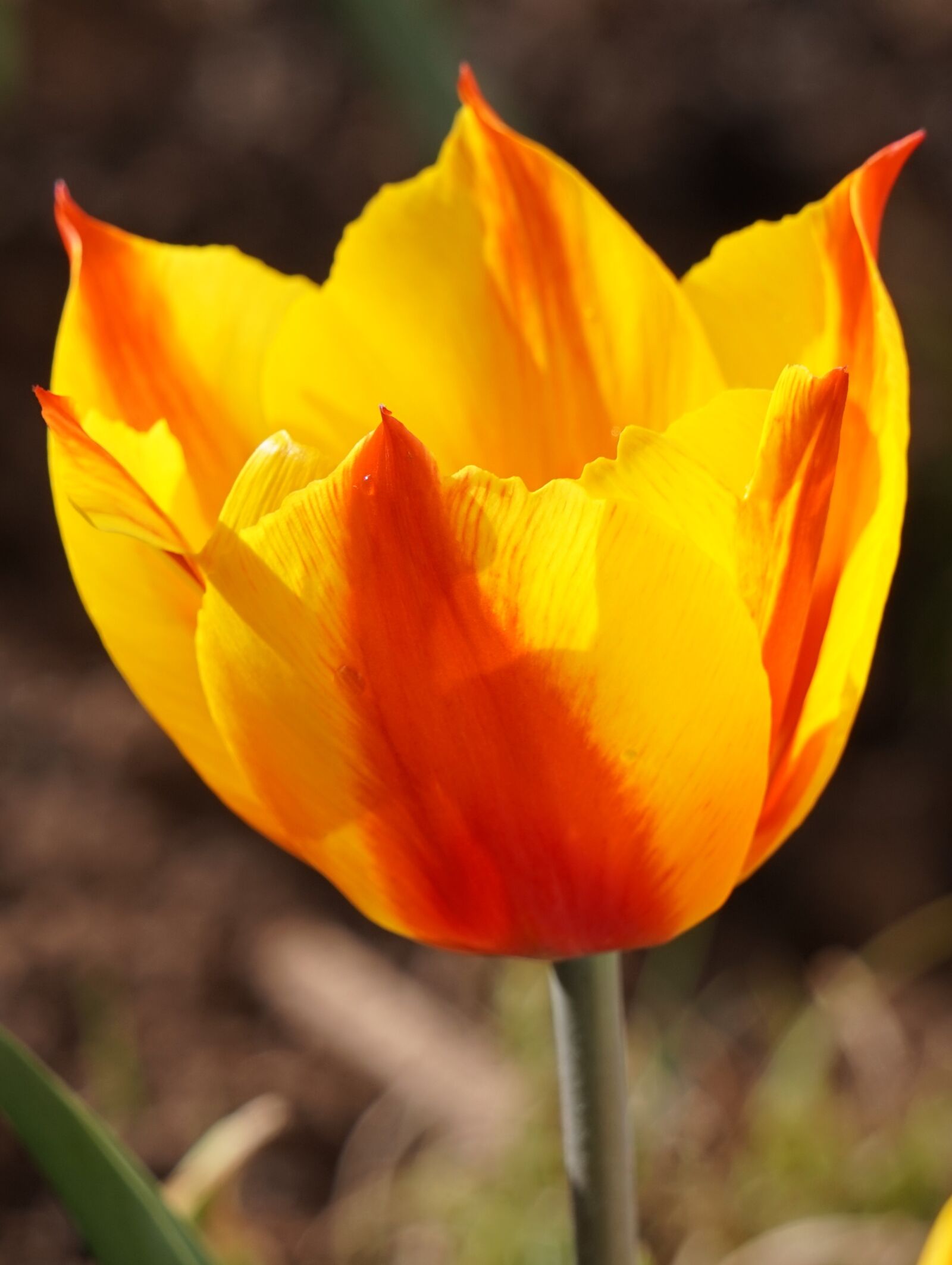 Sony Alpha a5000 (ILCE 5000) + Sony E 55-210mm F4.5-6.3 OSS sample photo. Tulip, flower, nature photography