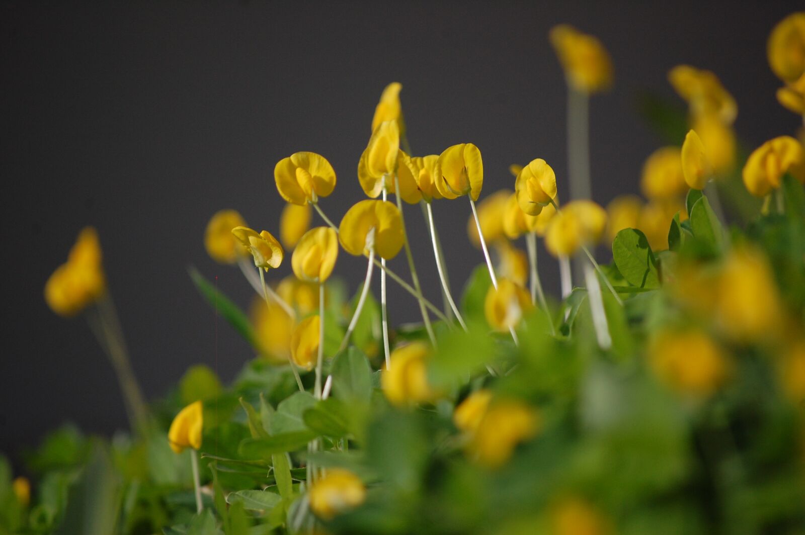 Nikon D40 sample photo. Flowers, nature, rose photography