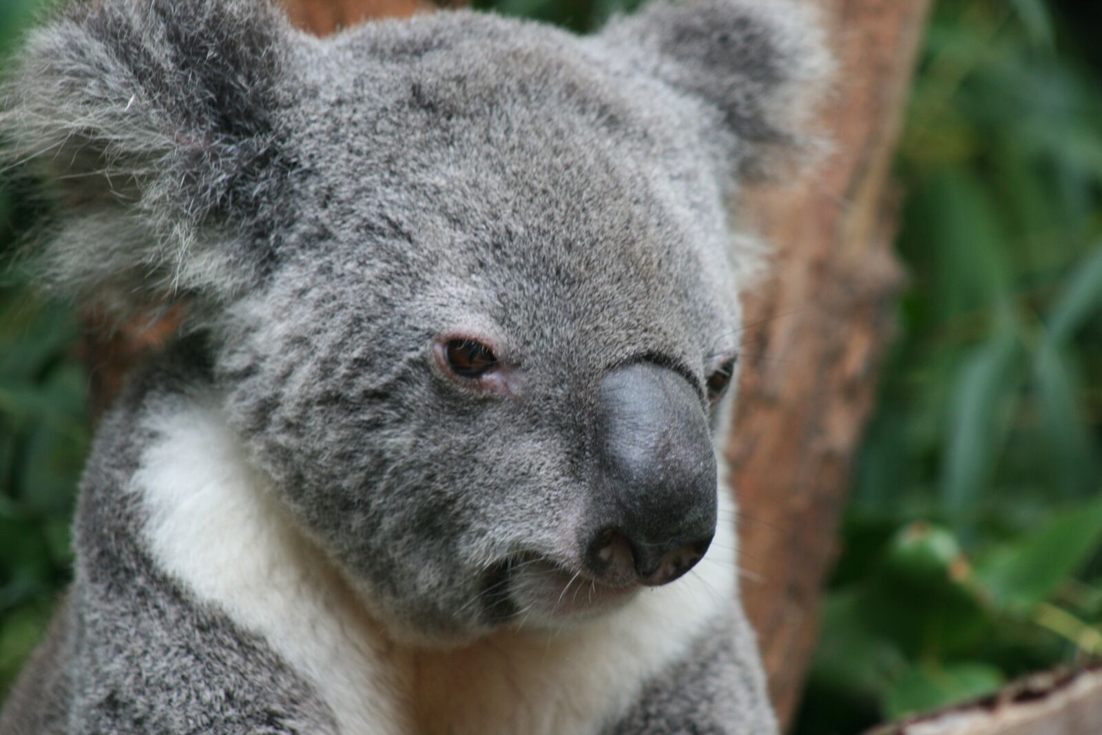Canon EOS 400D (EOS Digital Rebel XTi / EOS Kiss Digital X) sample photo. Koala, bear, marsupial photography