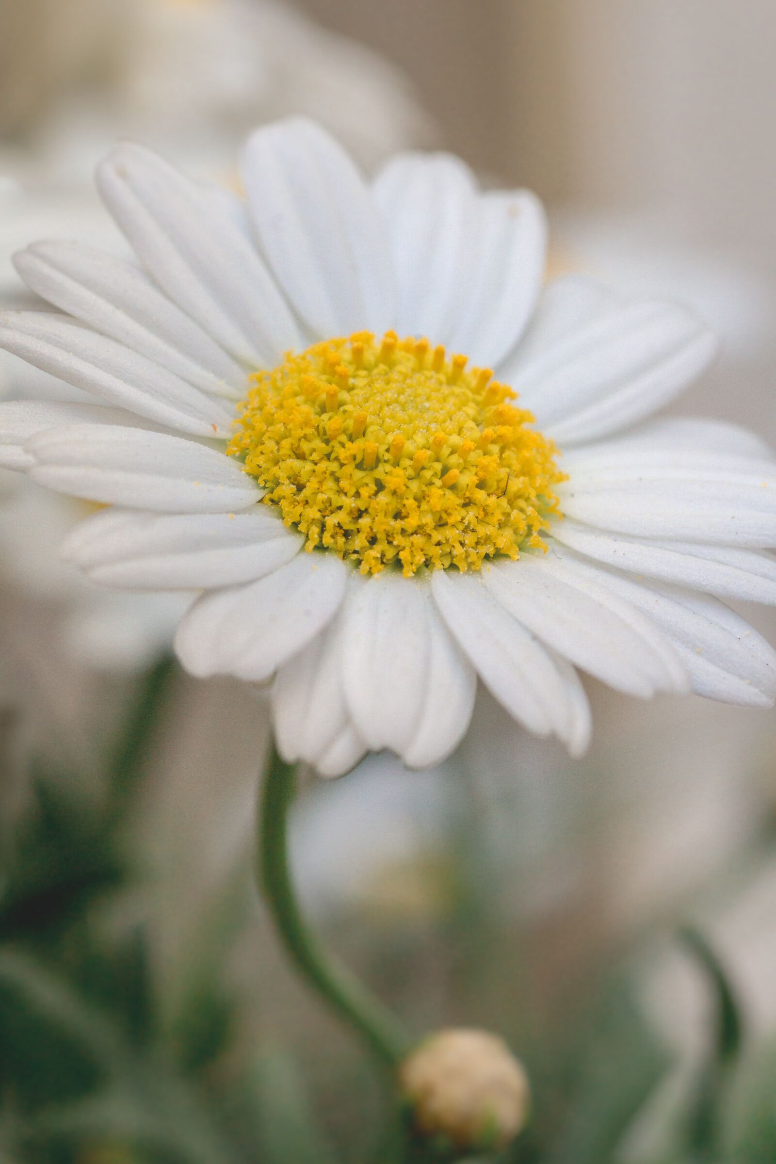 Canon EOS 700D (EOS Rebel T5i / EOS Kiss X7i) sample photo. Marguerite, flower, white photography
