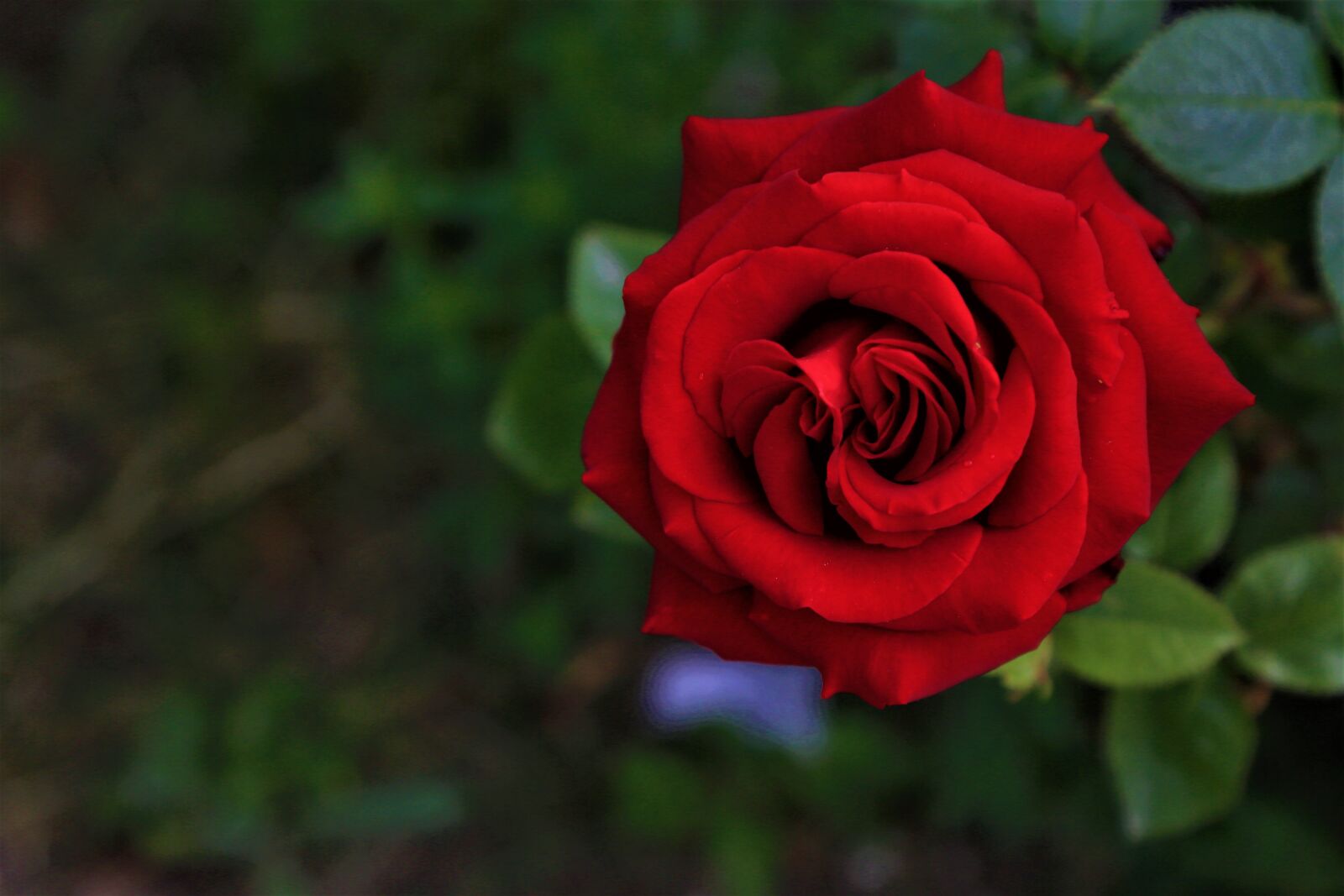 Canon EOS 5D Mark III sample photo. Rose, spring, nature photography