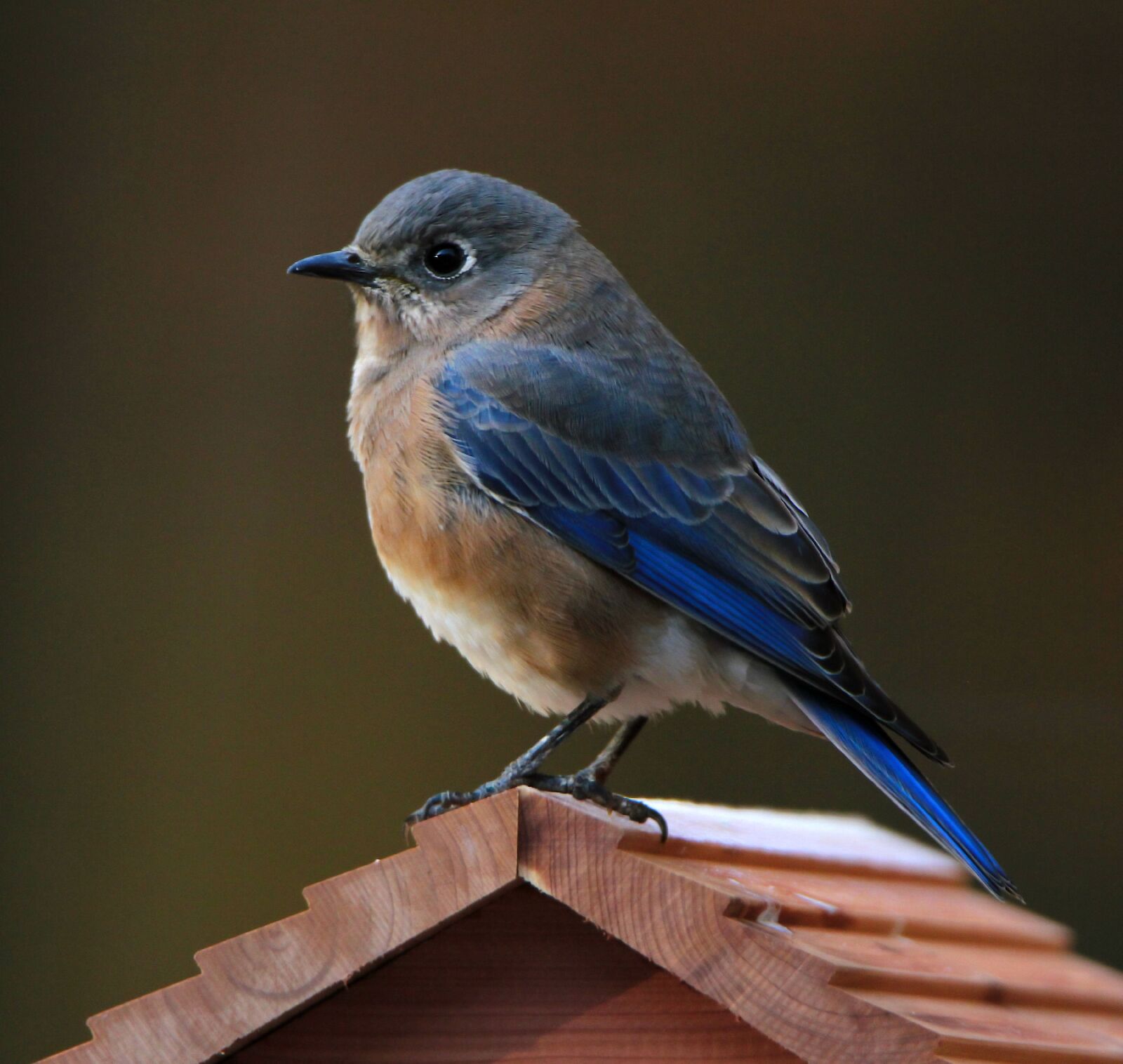 Canon EOS 7D sample photo. Bluebird, eastern bluebird, bird photography