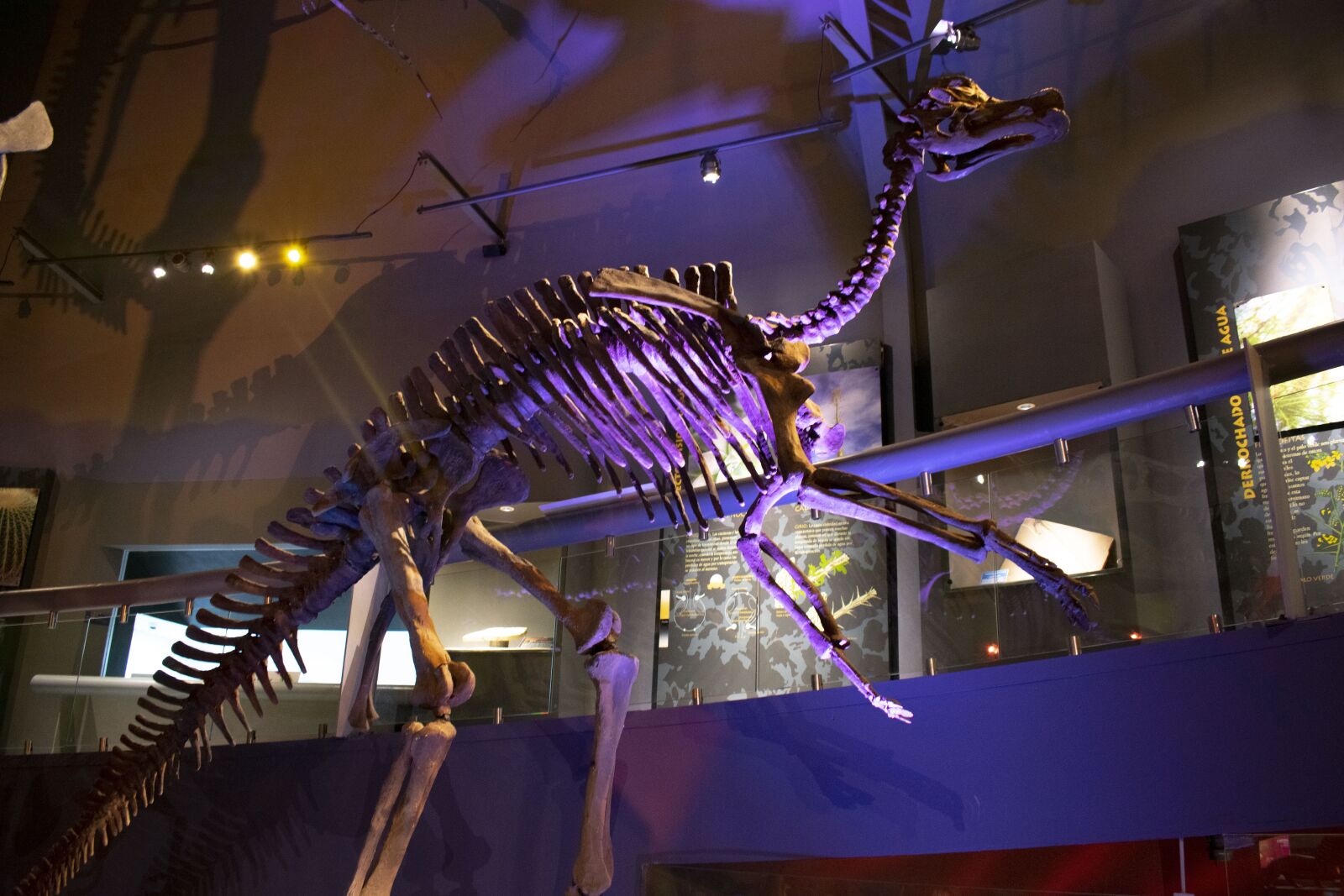 Nikon D3400 sample photo. Dinosaur, museum, desert museum photography