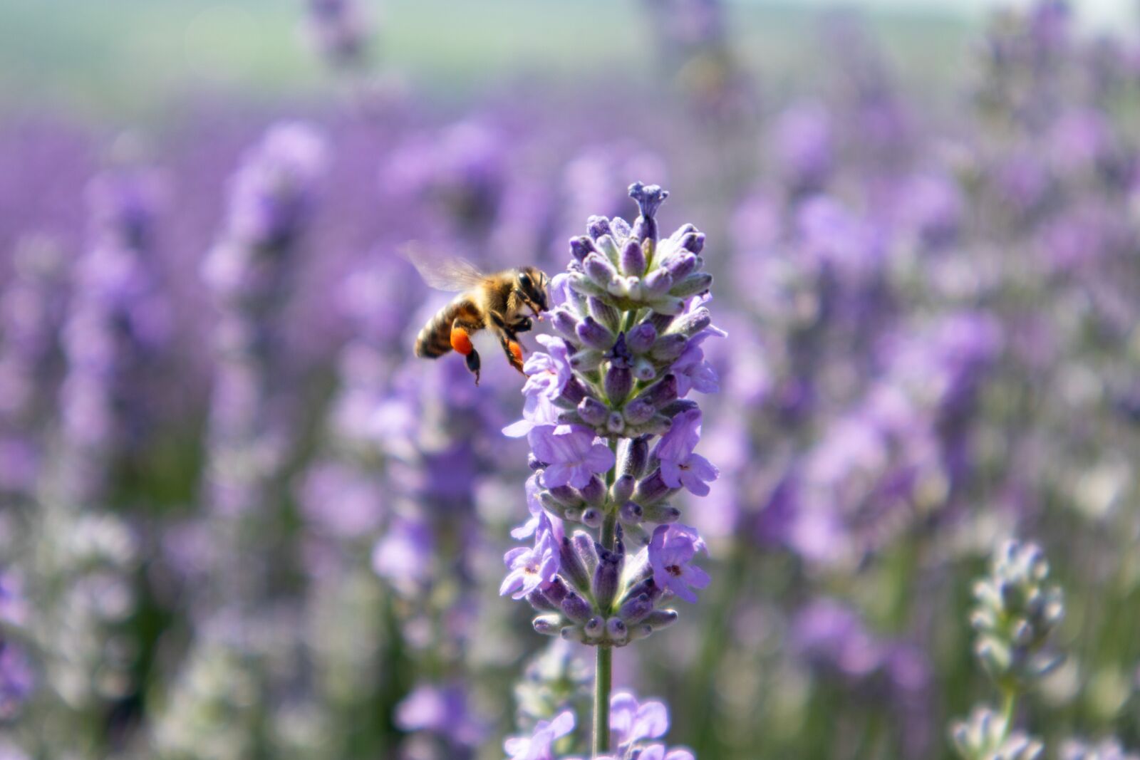 Canon EOS M100 sample photo. Lavender, nature, bee photography