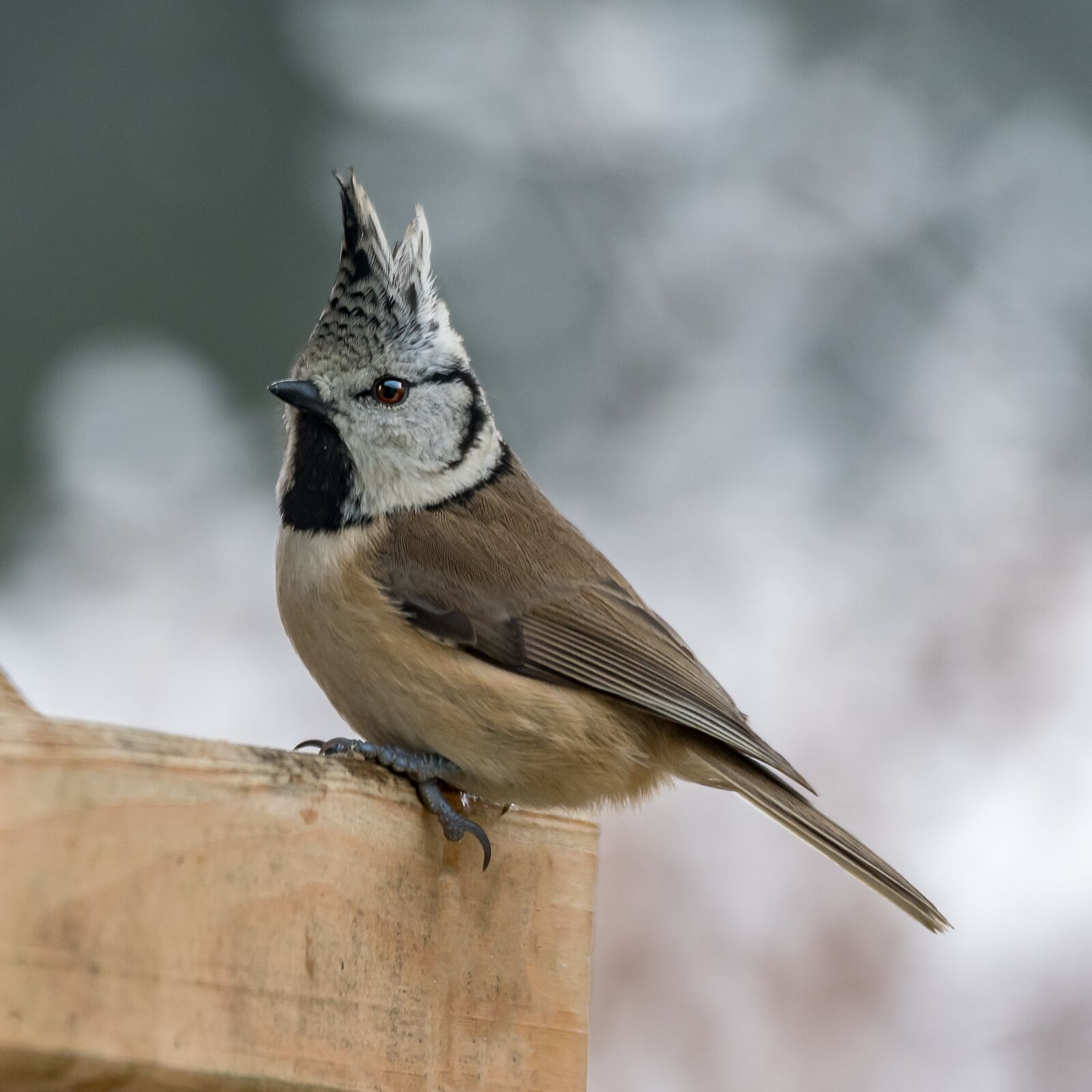 Nikon D500 sample photo. Animal world, bird, nature photography