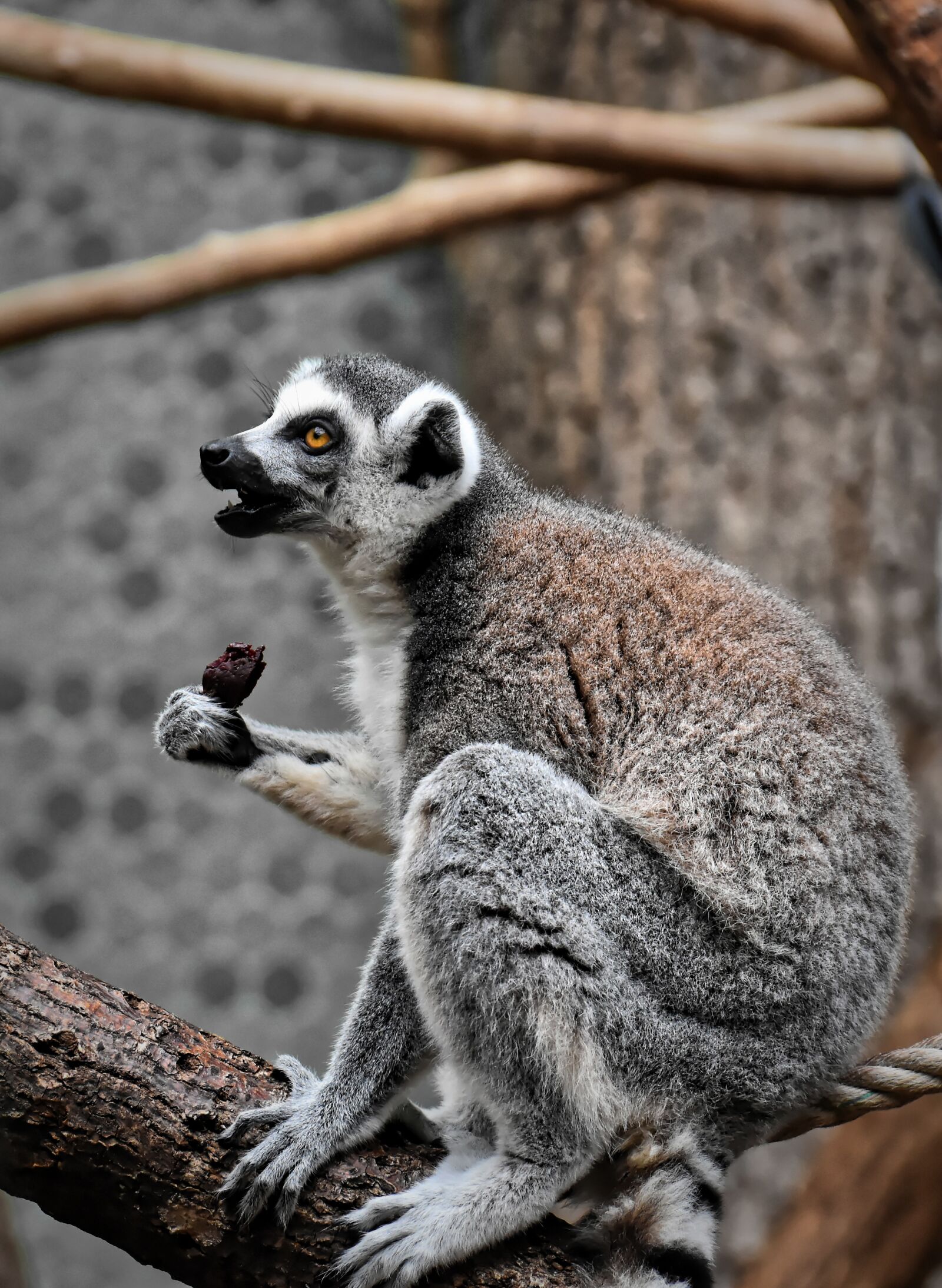 Nikon D7200 sample photo. Monkey, lemur, cute photography