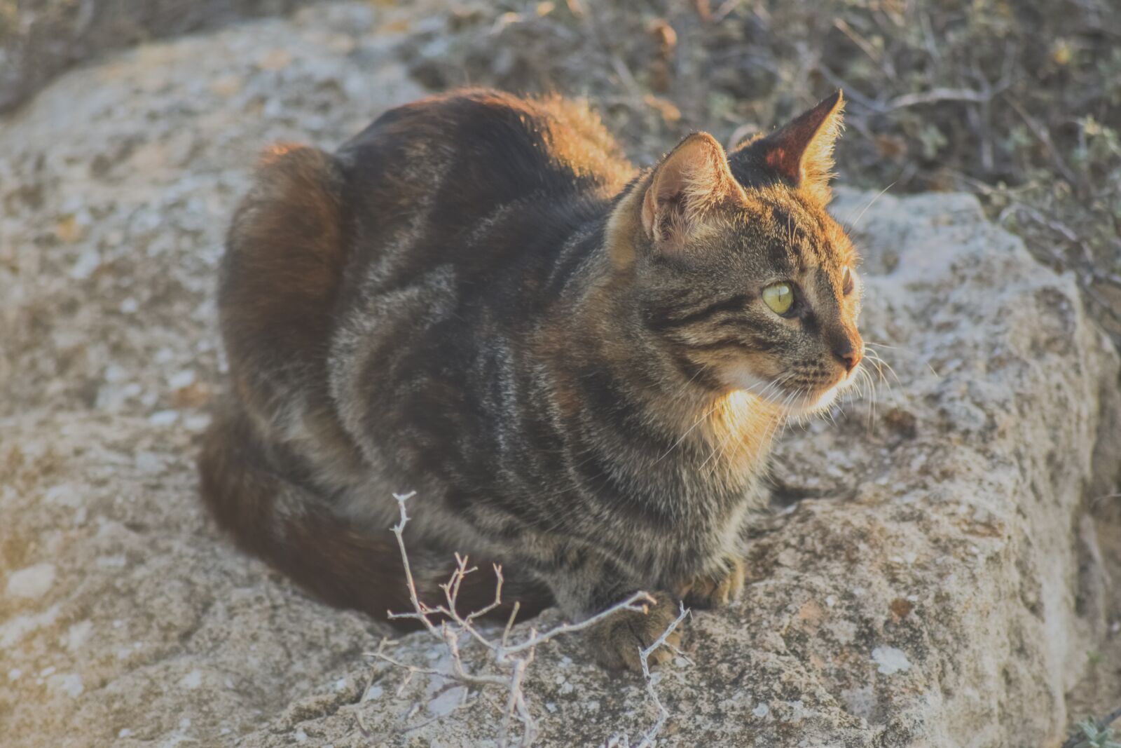 Nikon D3300 sample photo. Cat, stray, animal photography