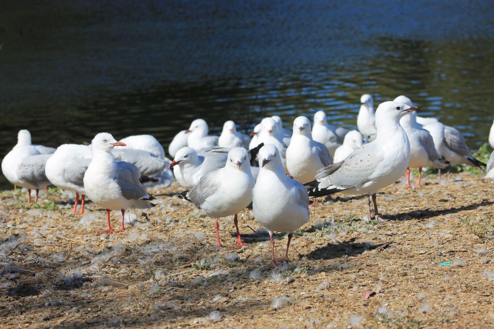 Canon EF75-300mm f/4-5.6 sample photo. Water, seagull, scenic photography