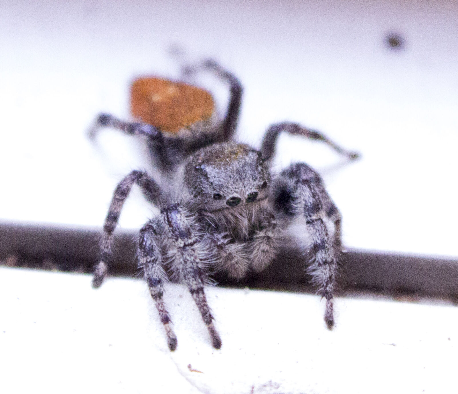 Canon EOS 600D (Rebel EOS T3i / EOS Kiss X5) sample photo. Spider photography
