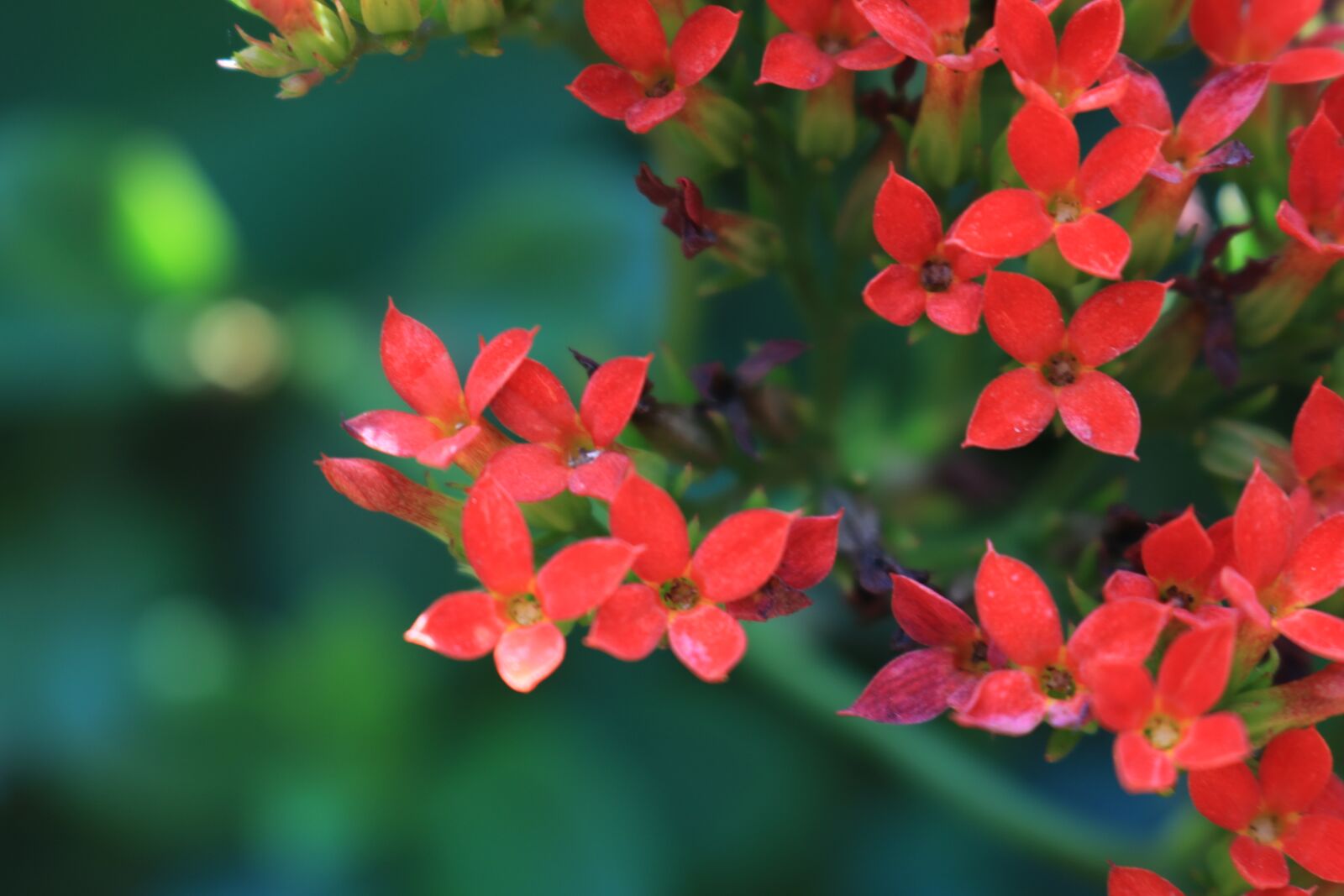 Canon EOS 750D (EOS Rebel T6i / EOS Kiss X8i) sample photo. Flowers, red, red flowers photography